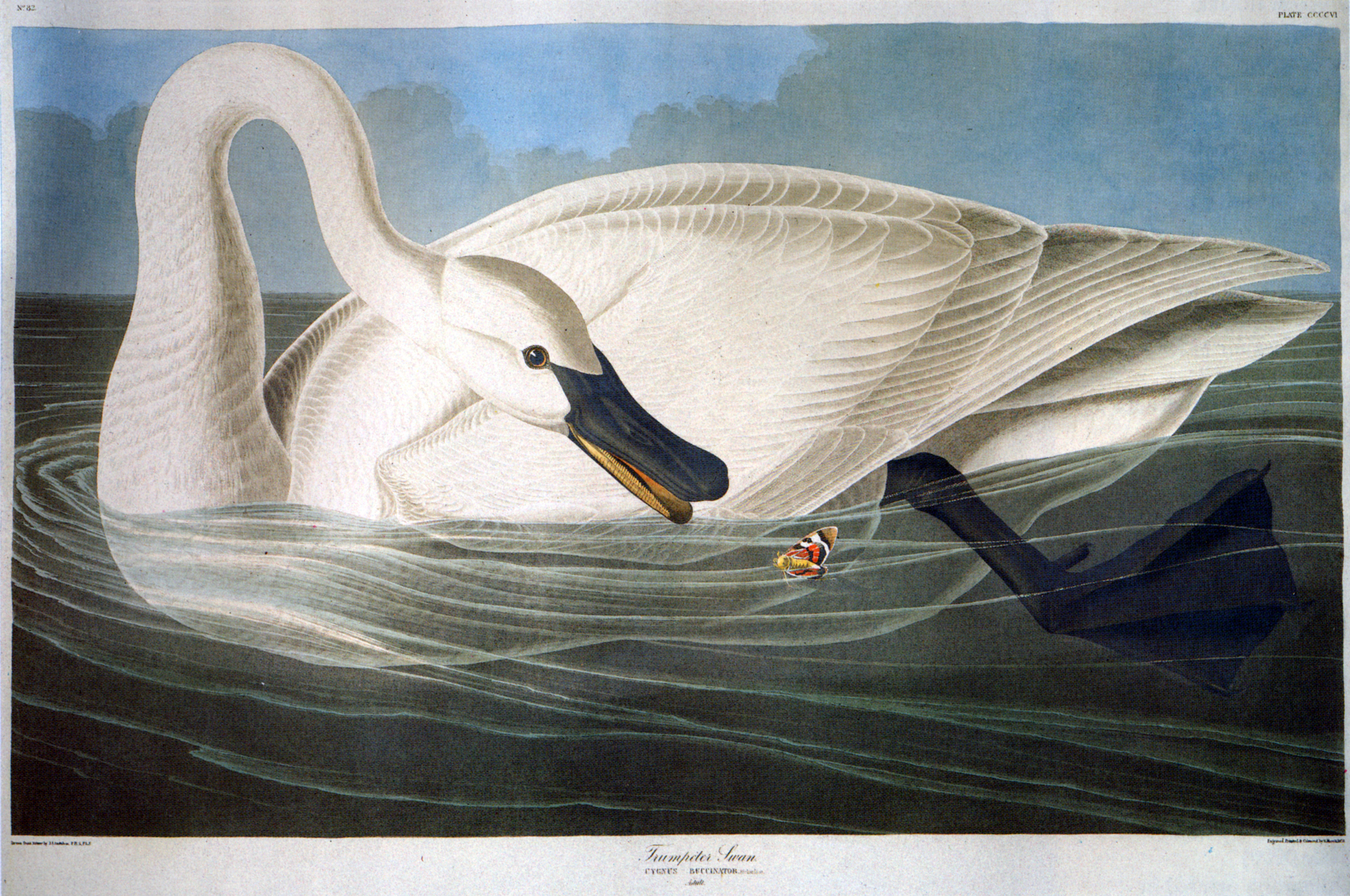 John Woodhouse Audubon - 30. November 1812 - 1862