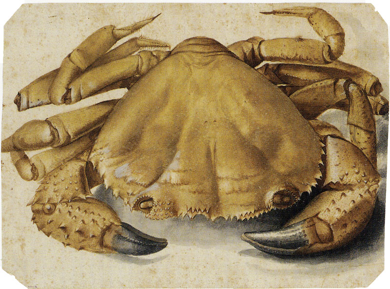Crabe de mer by Albrecht Dürer - 1495 - 26.3 x 35.5 cm Museum Boijmans Van Beuningen