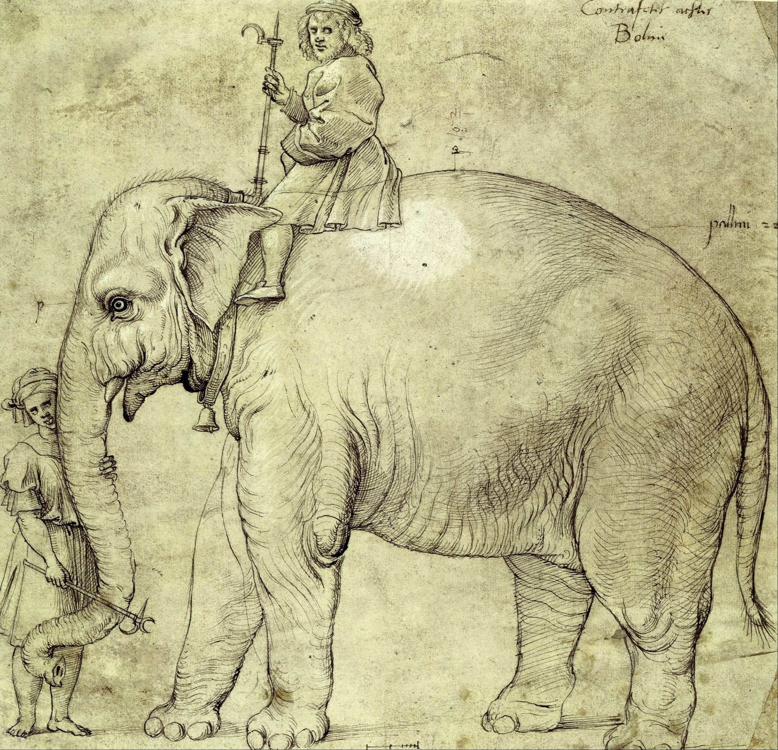 El elefante Hanno by La escuela de Rafael Sanzio - 1516 Kupferstichkabinett, National Museums in Berlin
