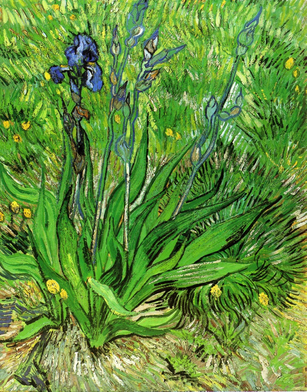 A Iris by Vincent van Gogh - 1889 - 65 x 55 cm 