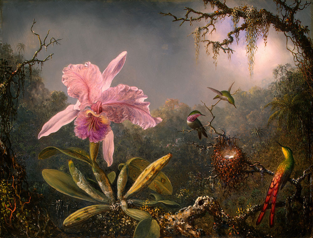 嘉德麗雅蘭及三隻蜂鳥 by Martin Johnson Heade - 1871 - 34.8 x 45.6 cm 