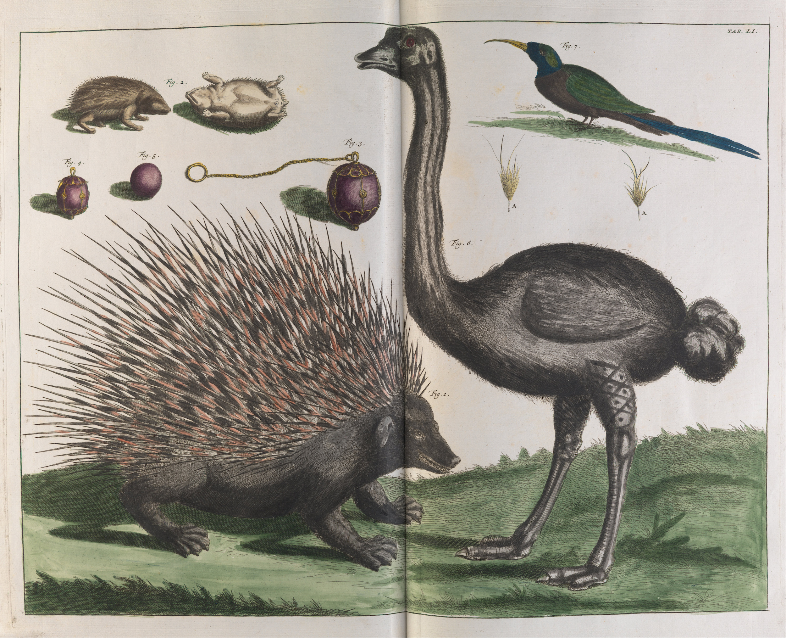 Porco-espinho Malacca, Erinaceus malaccensis, e avestruz, Struthio carmelis by Albertus Seba - 1734 - 670 x 530 mm 
