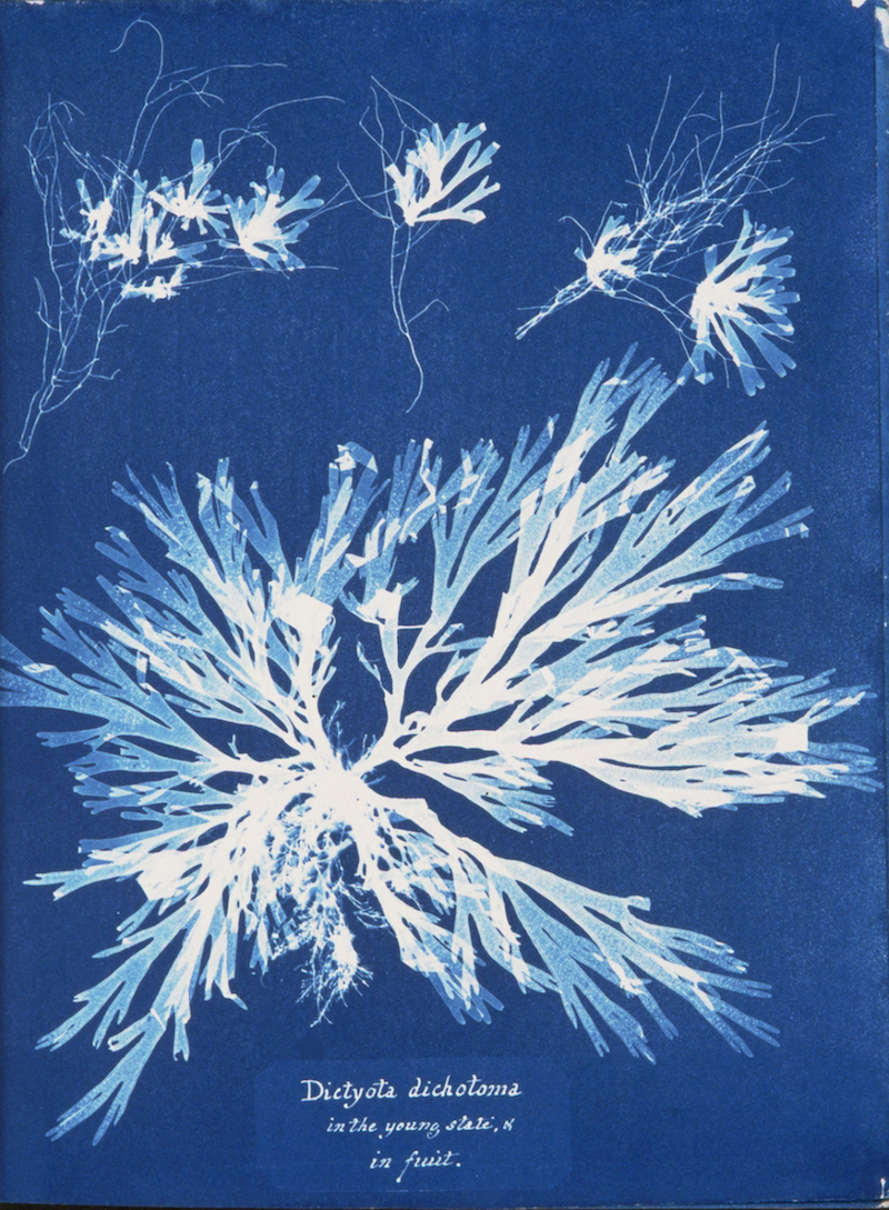 Dictyota dichotoma, in the young state; and in fruit by Anna Atkins - 1843-53 - - The New York Public Library