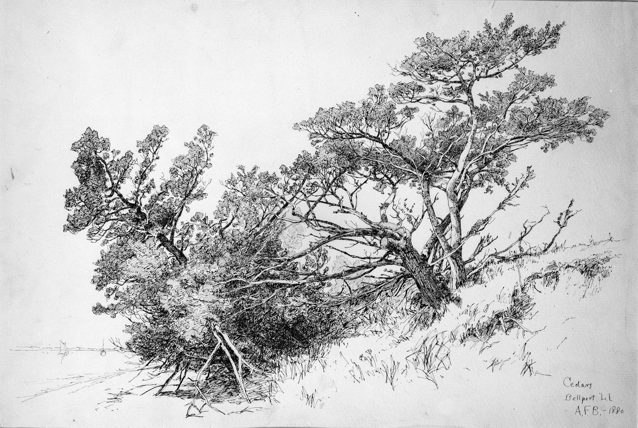 Cedars, Bellport, Long Island by Andrew Fisher Bunner - 1880 - 30.3 cm X 46.2 cm Metropolitan Museum of Art