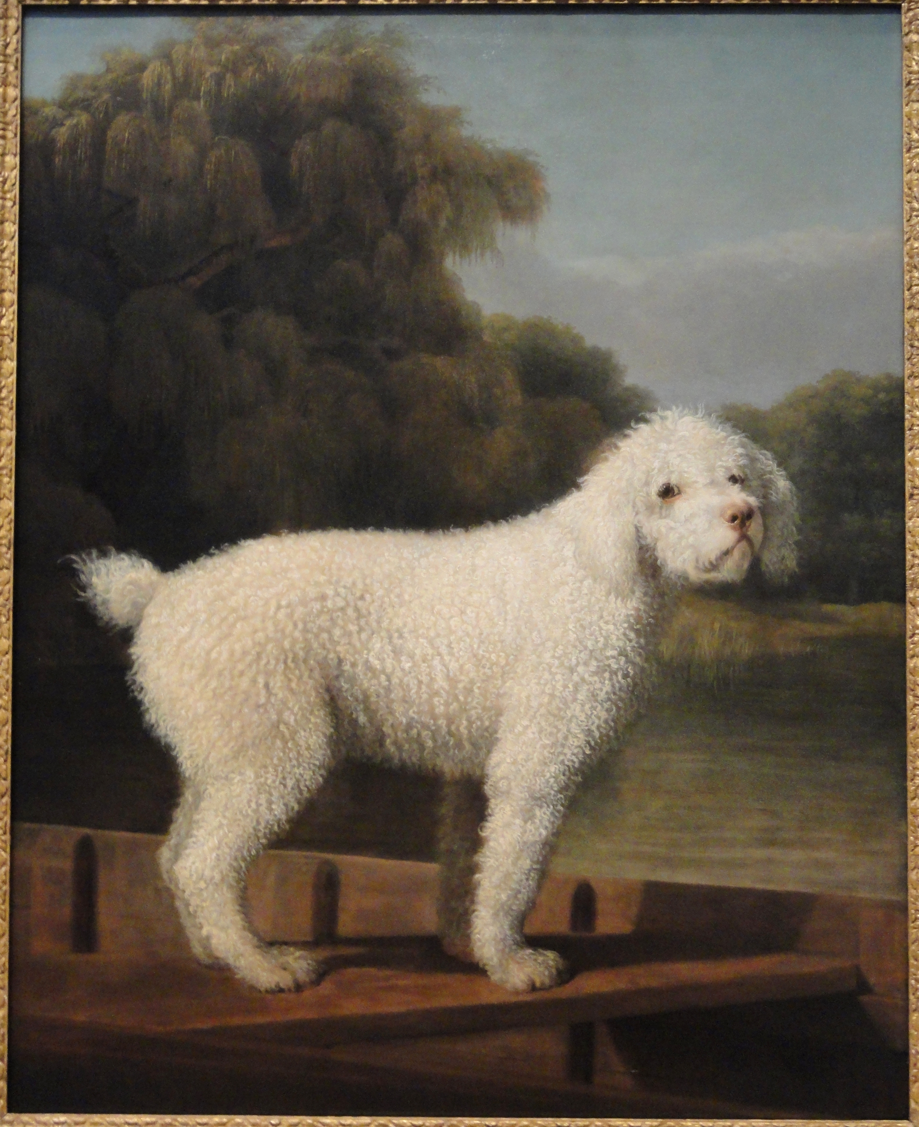 Barboncino bianco su un barchino by George Stubbs - c. 1780 - 50 x 39 in 