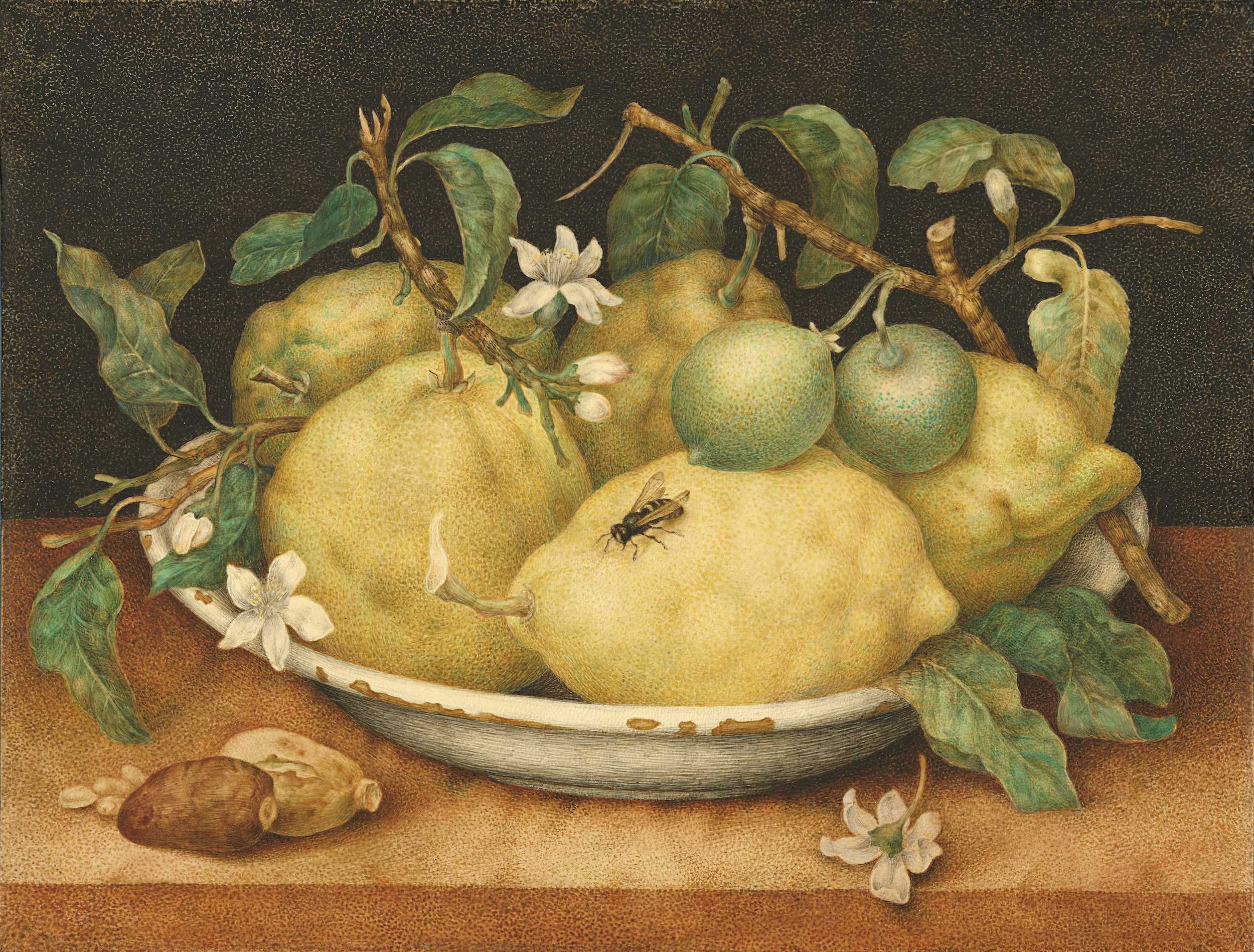 طبیعت بی جان با کاسه و لیمو by Giovanna Garzoni - late 1640s - 10 7/8 × 14 in 
