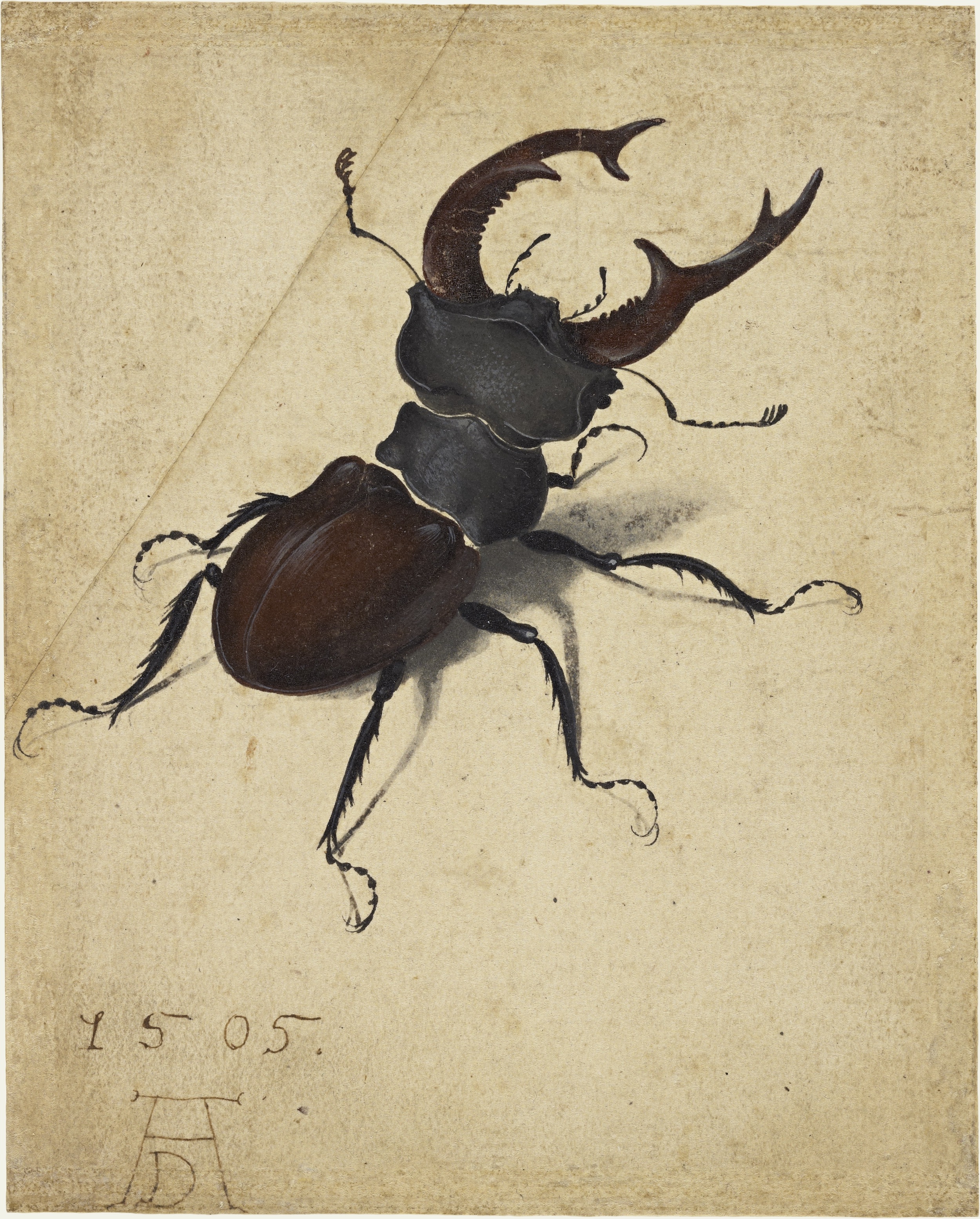 Stag Beetle by Albrecht Dürer - 1505 - 5 9/16 x 4 1/2 in J. Paul Getty Museum