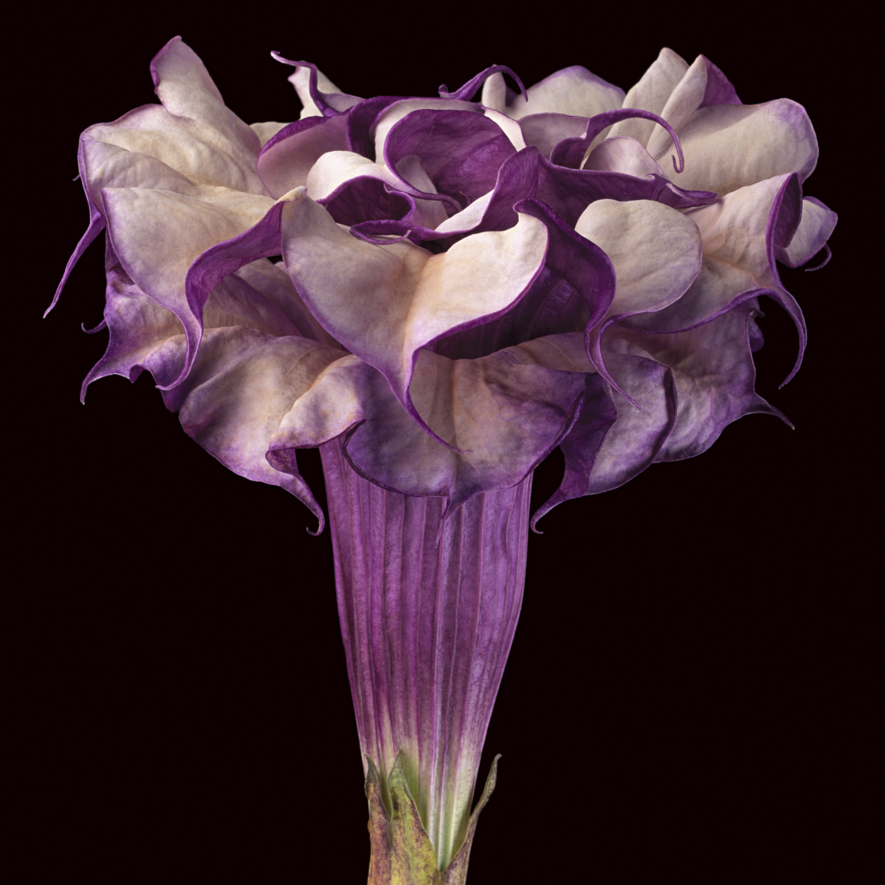 Purple Datura by Amy Lamb - 2015 - 34 x 34 in National Museum of Women in the Arts