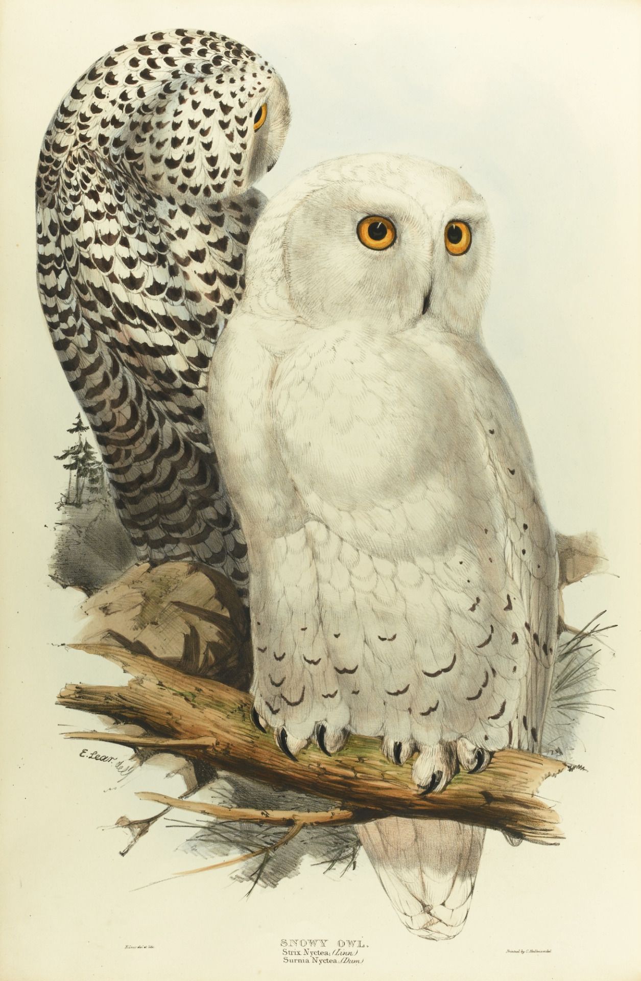 Снежная сова, Bubo Scandiacus by Edward Lear - 1832 