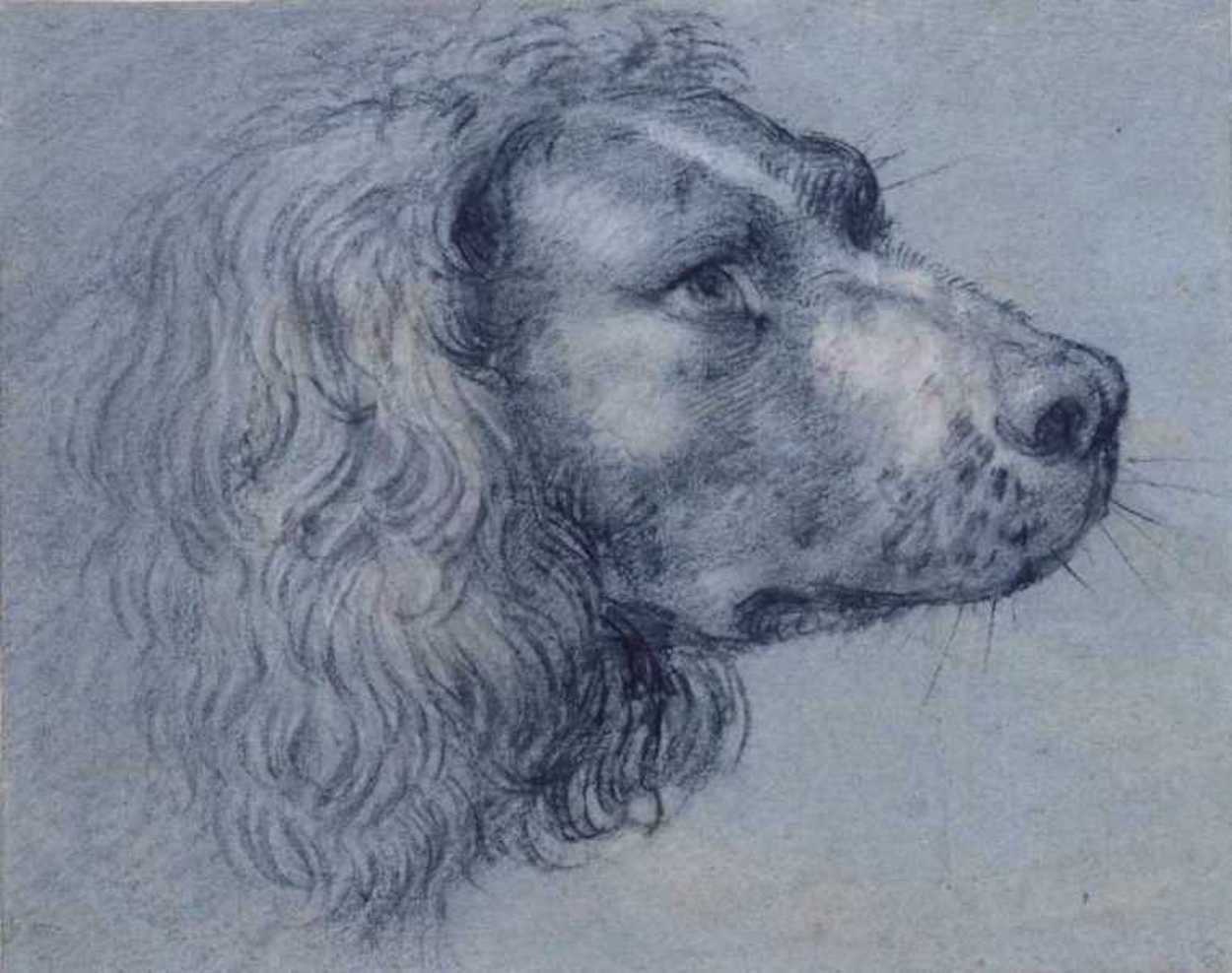 झबरे कुत्ते के सर का अध्ययन by Agostino Carracci - 1598 - 30.8 × 24.4 cm 