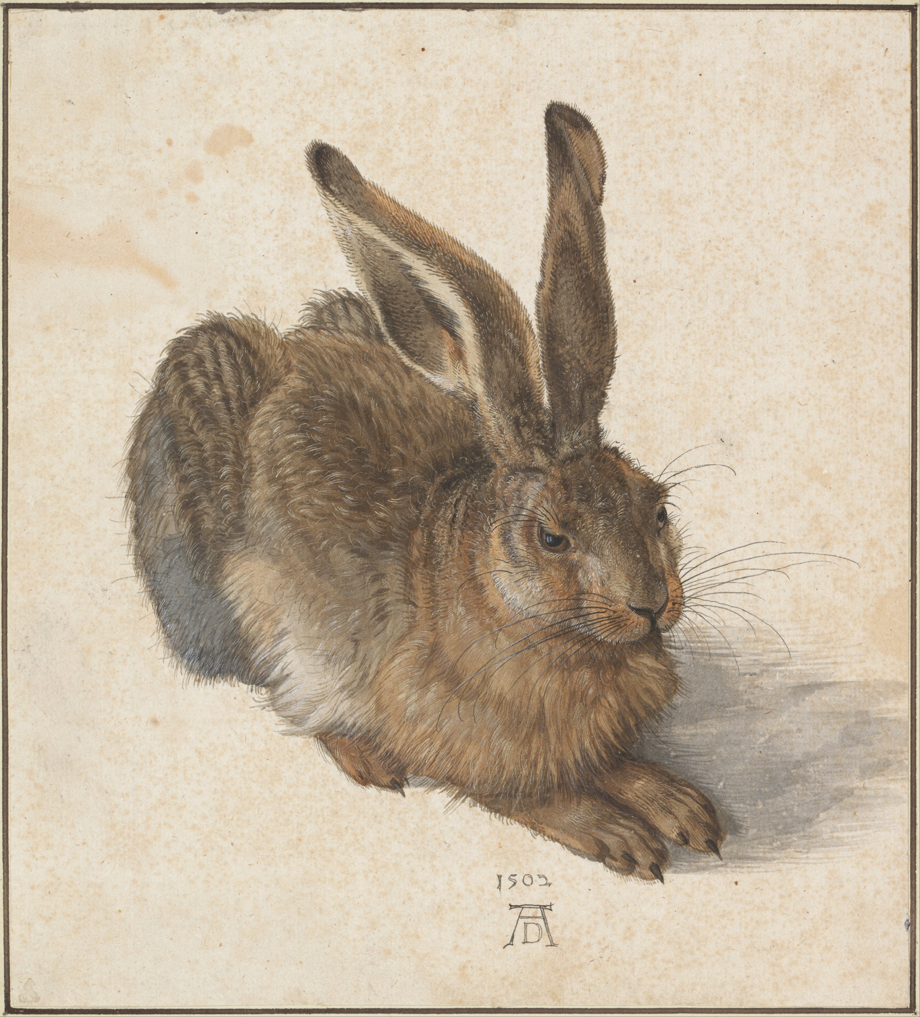 Liebre joven by Albrecht Dürer - 1502 - 25.1 × 22.6 cm La Albertina