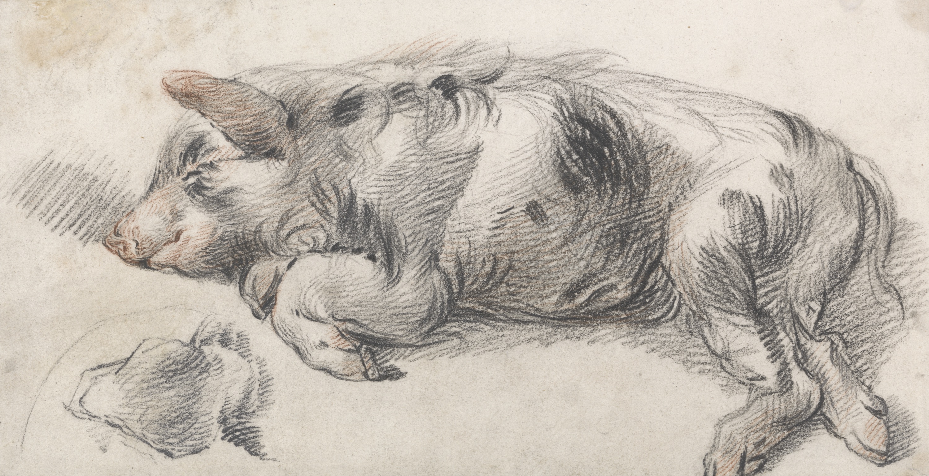 Porc dormind by James Ward - prima jumătate a secolului al XIX-lea - 26 x 14 cm 