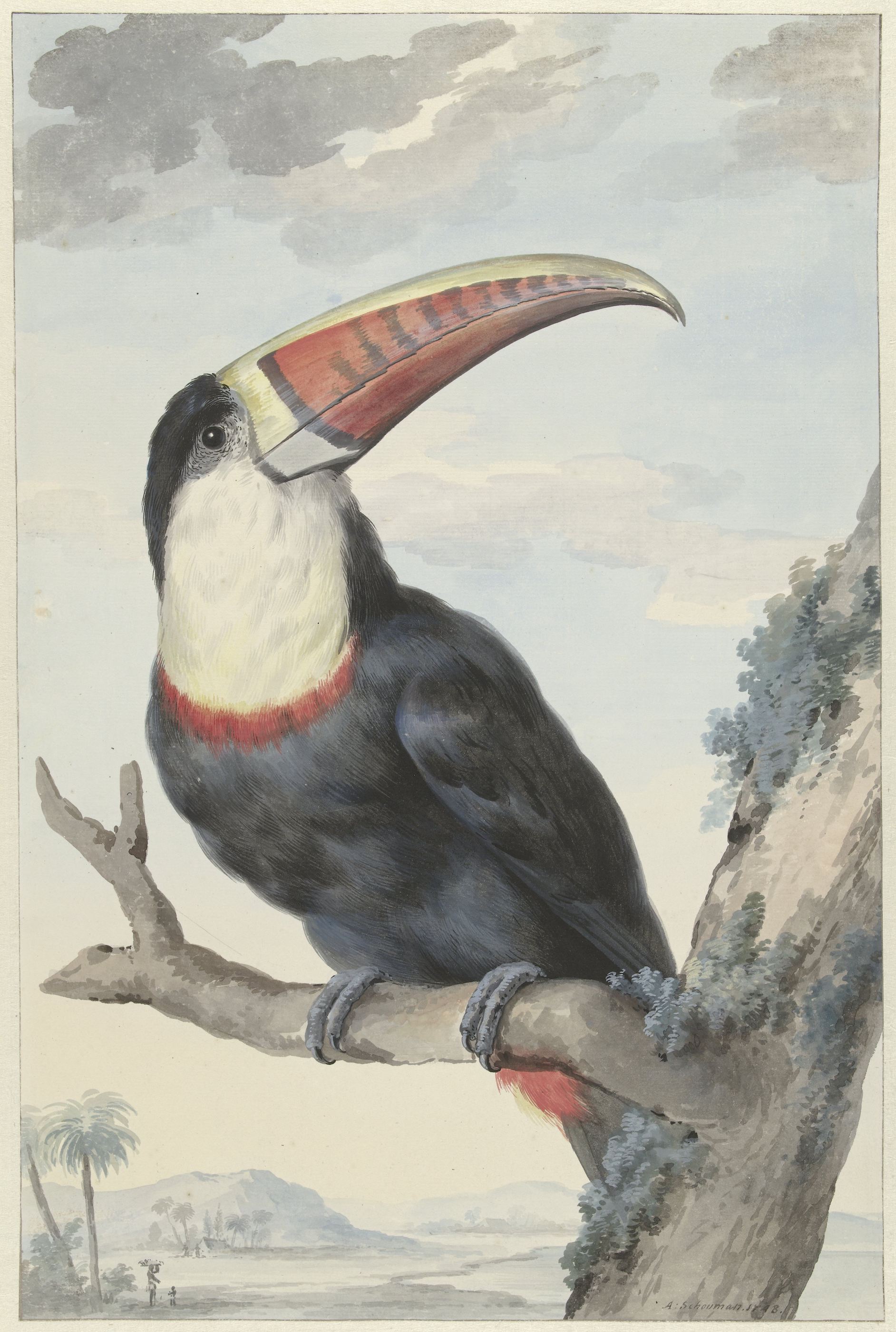 紅嘴巨嘴鳥 by Aert Schouman - 1748年 - 48.2 × 31.9 cm 