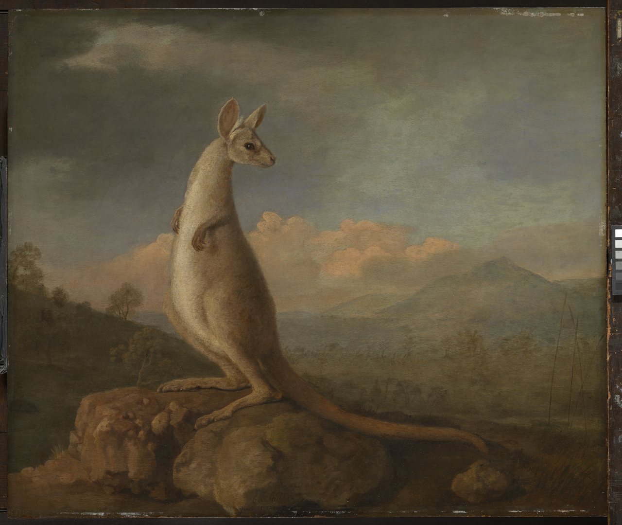 来自新荷兰的袋鼠 by 乔治 斯塔布斯 - 1772 - 605 x 715 毫米 