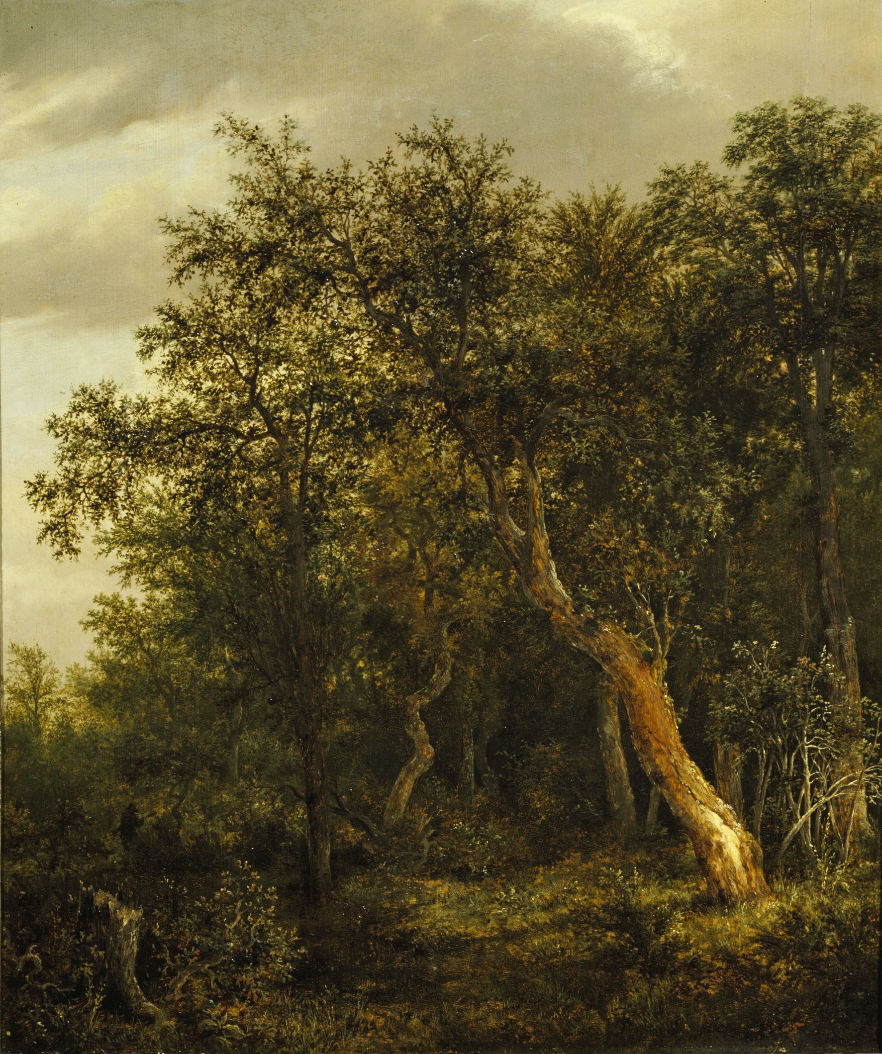 樹林中的空地 by Jacob van Ruisdael - 約1646 - 57,5 x 47 cm 