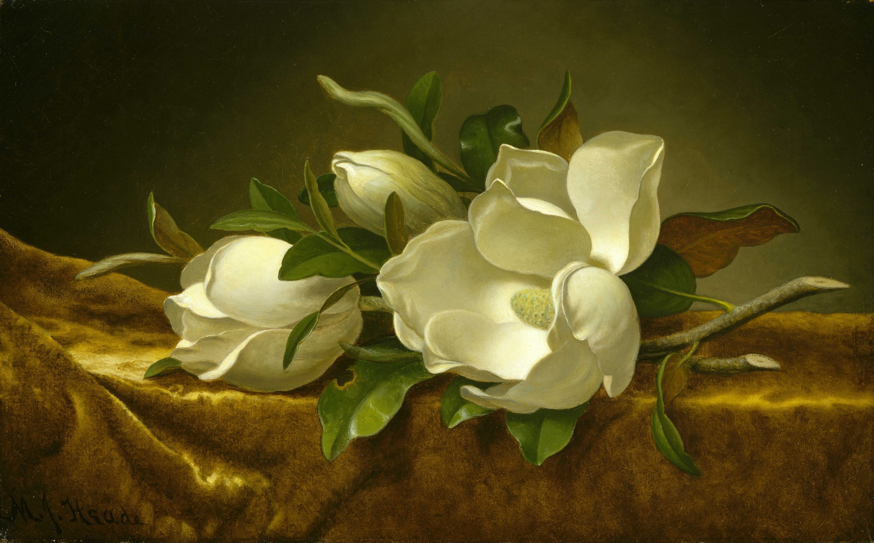 金絲絨布上的玉蘭花 by Martin Johnson Heade - c. 1888-1890 - 61 x 37.6cm 