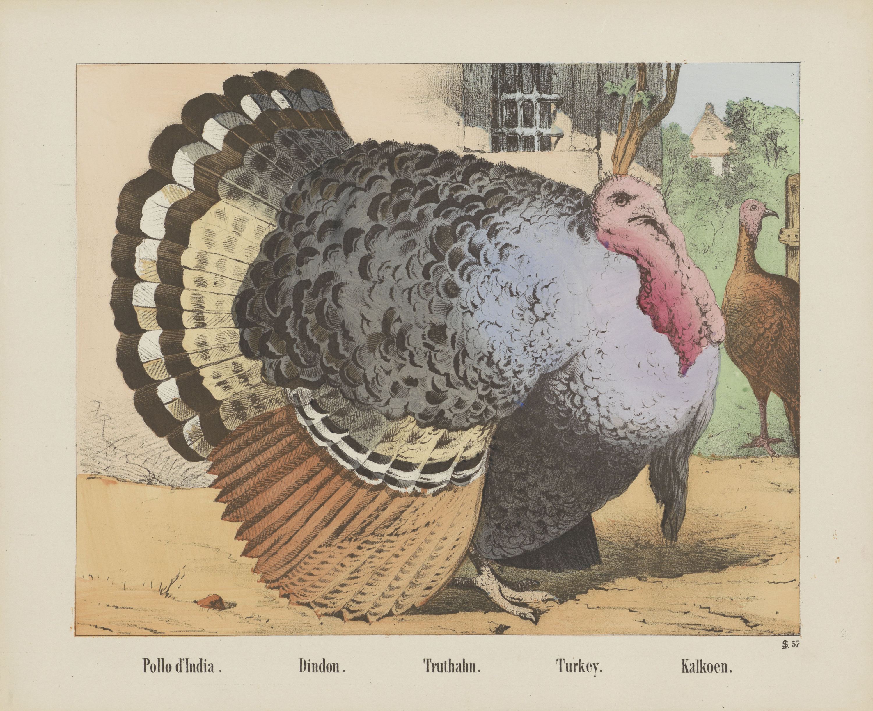 七面鳥 by firma Jos. Scholz - 推定1829-1880年 - 350 × 430 mm 