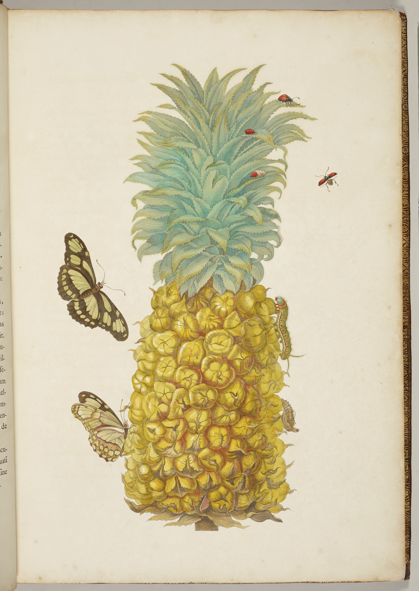 Ananas by Maria Sibylla Merian - 1705 - 53.0 x 4.0 cm Royal Collection Trust