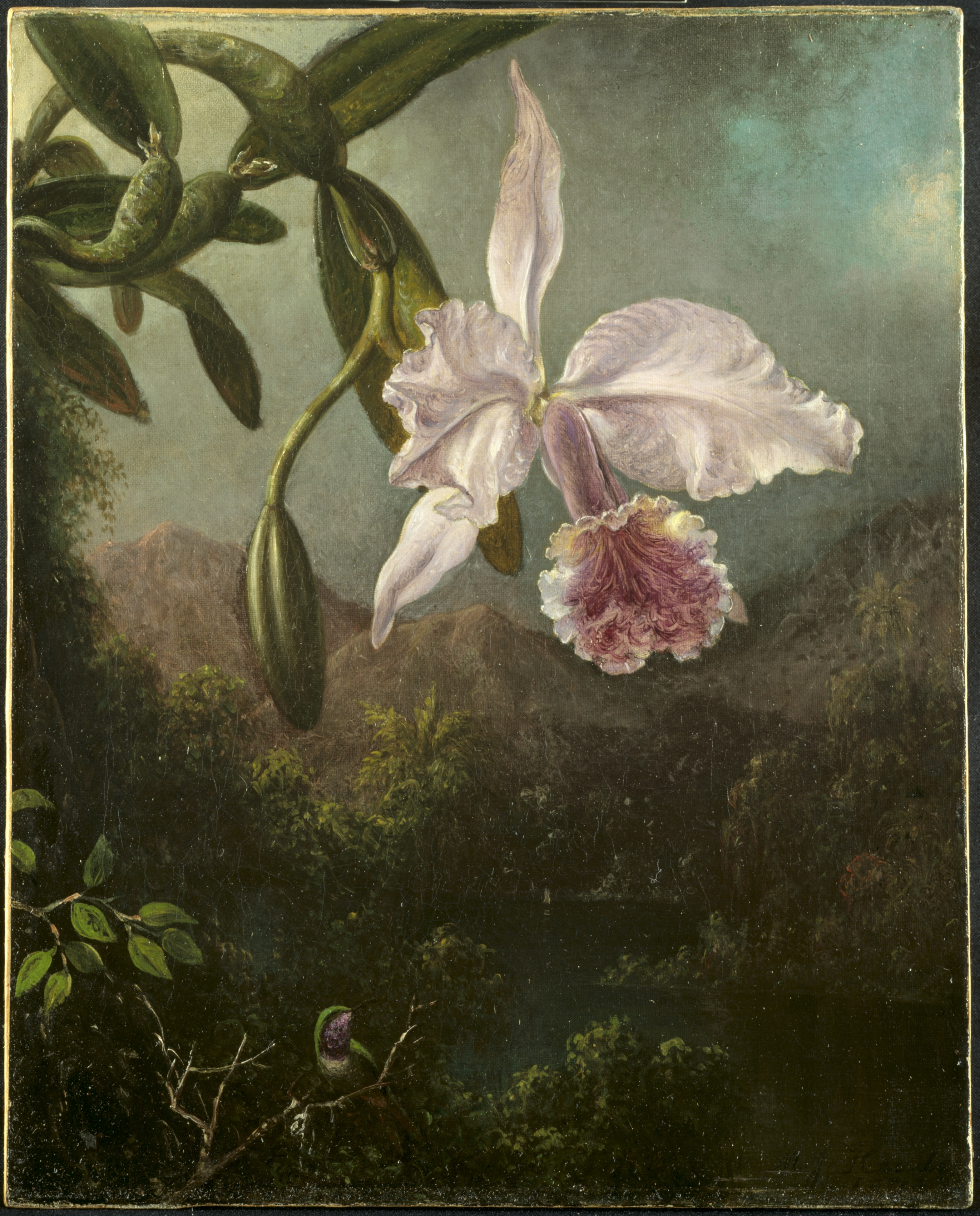 Orchideebloemen by Martin Johnson Heade - 1873 - 47,6 x 40 cm 