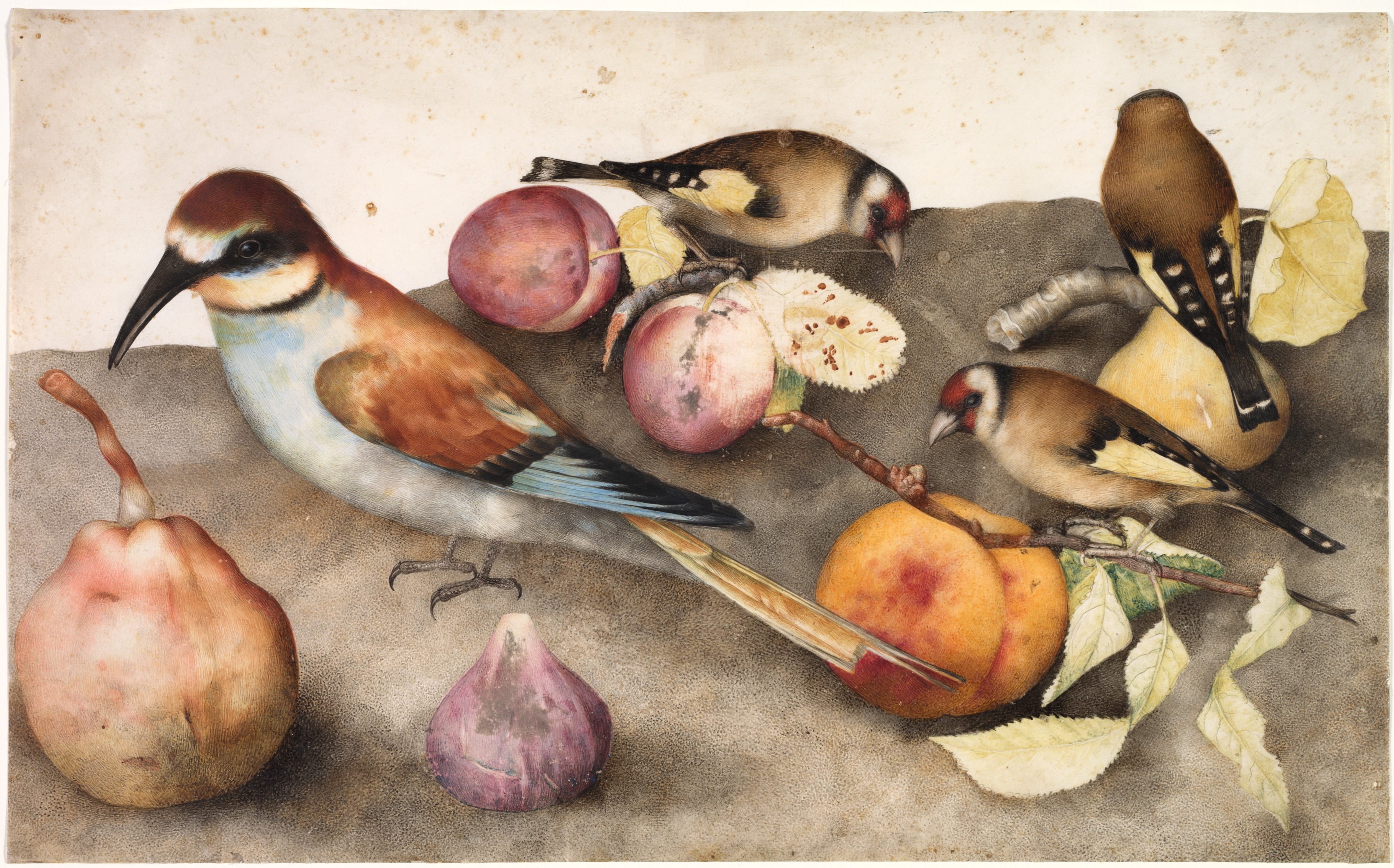 Натюрморт з пташками та фруктами by Giovanna Garzoni - 17-е сторіччя - 25.7 х 41.6 см 