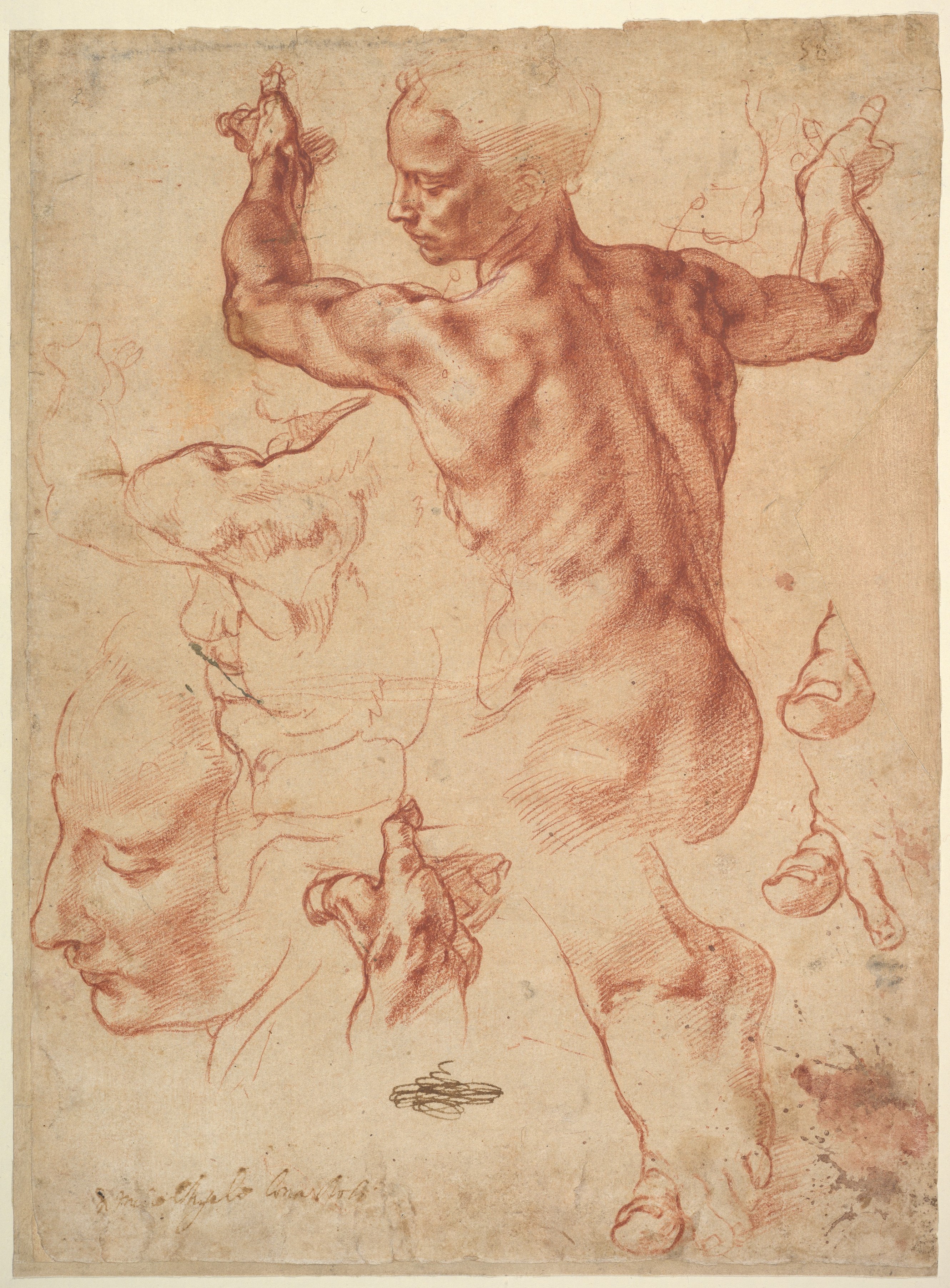 Studies for the Libyan Sibyl by  Michelangelo - ca. 1510–11 - 28.9 × 21.4 cm Metropolitan Museum of Art