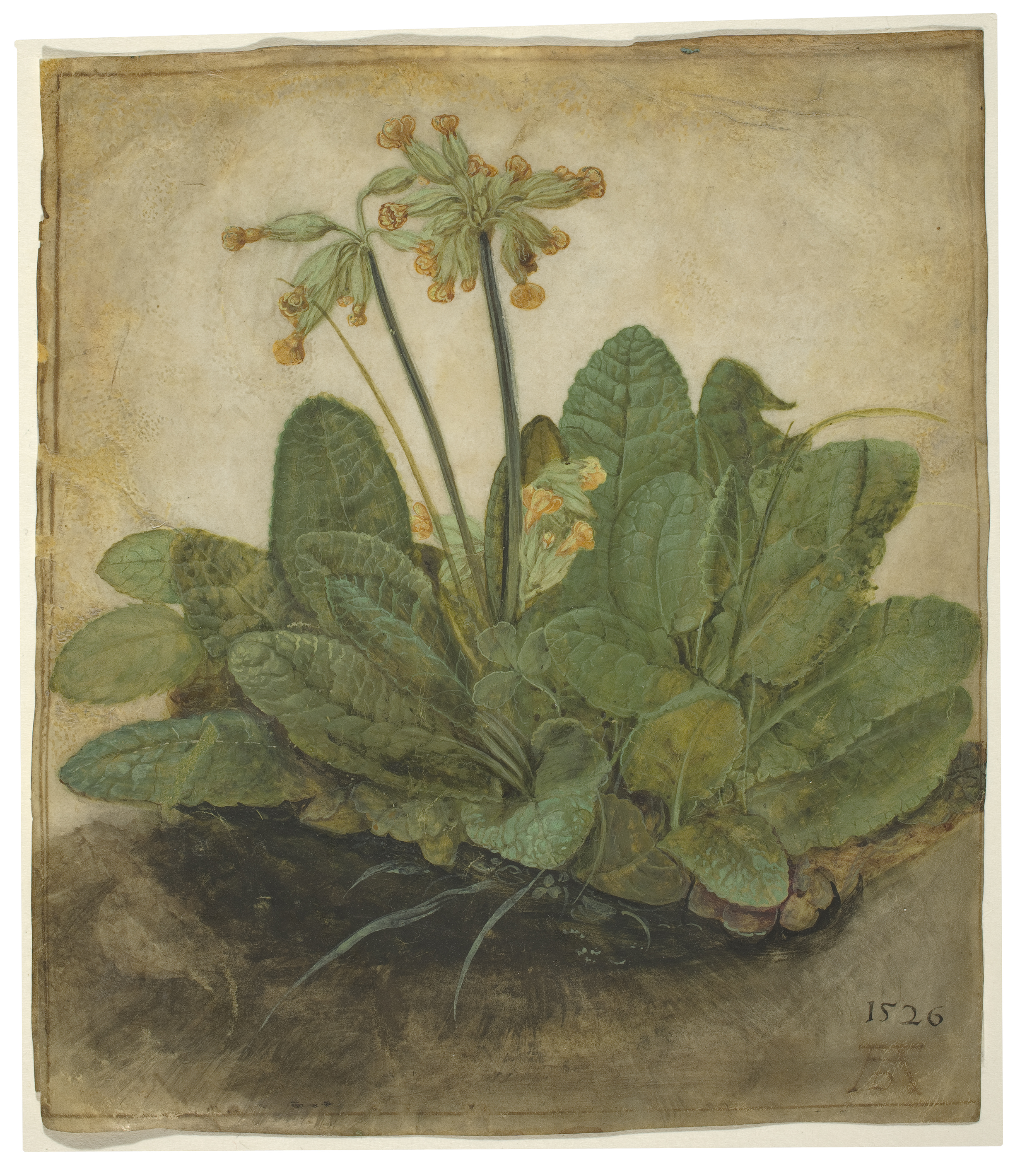 Püsküllü Çuha Çiçeği by Albrecht Dürer - 1526 - 19.3 x 16.8 cm 
