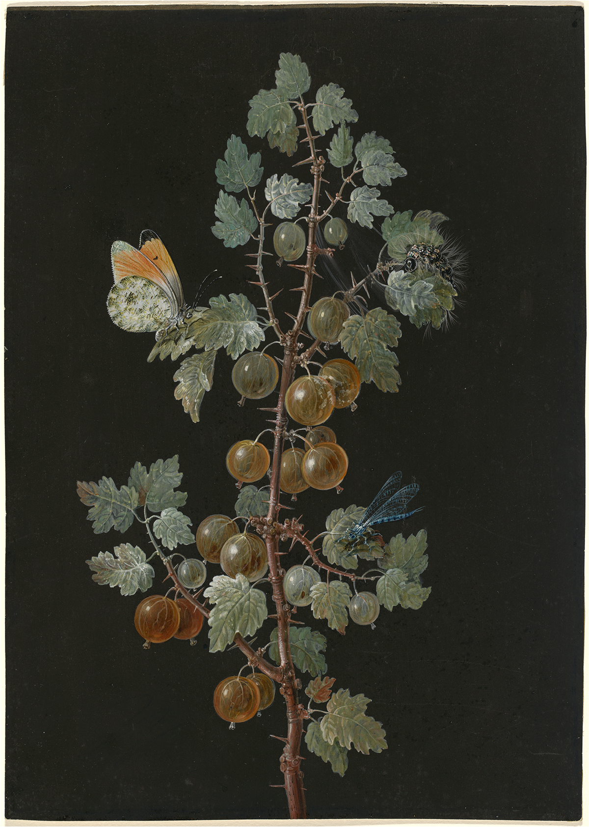 トンボ、クモマツマキチョウ、イモムシのいるグーズベリーの枝 by Barbara Regina Dietzsch - 18世紀 - 28.7 x 20.4 cm 