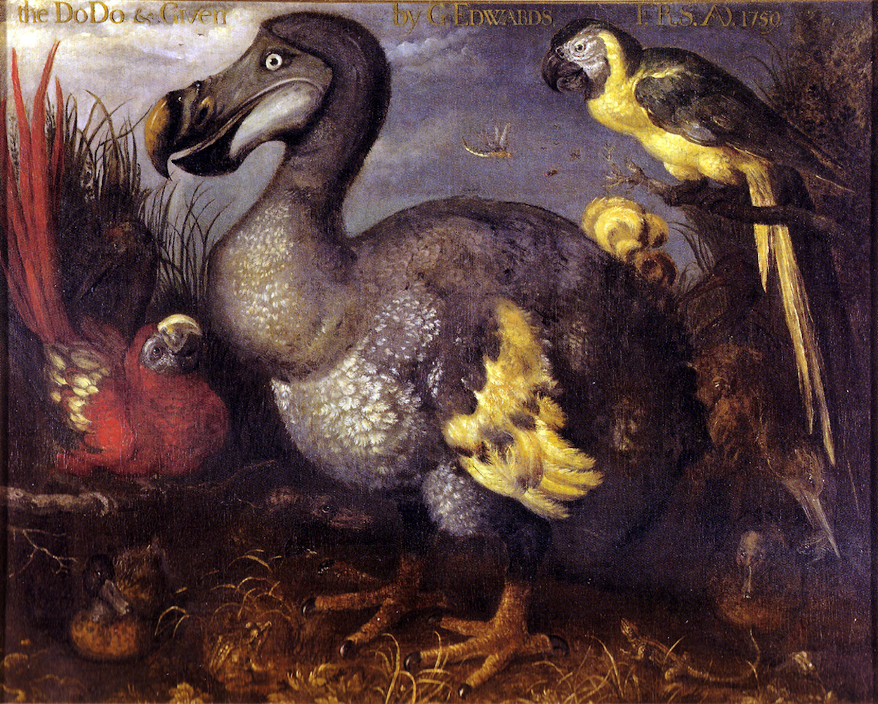 Dodo by Roelandt Savery - No later than 1639 - 96 x 116 cm Natural History Museum