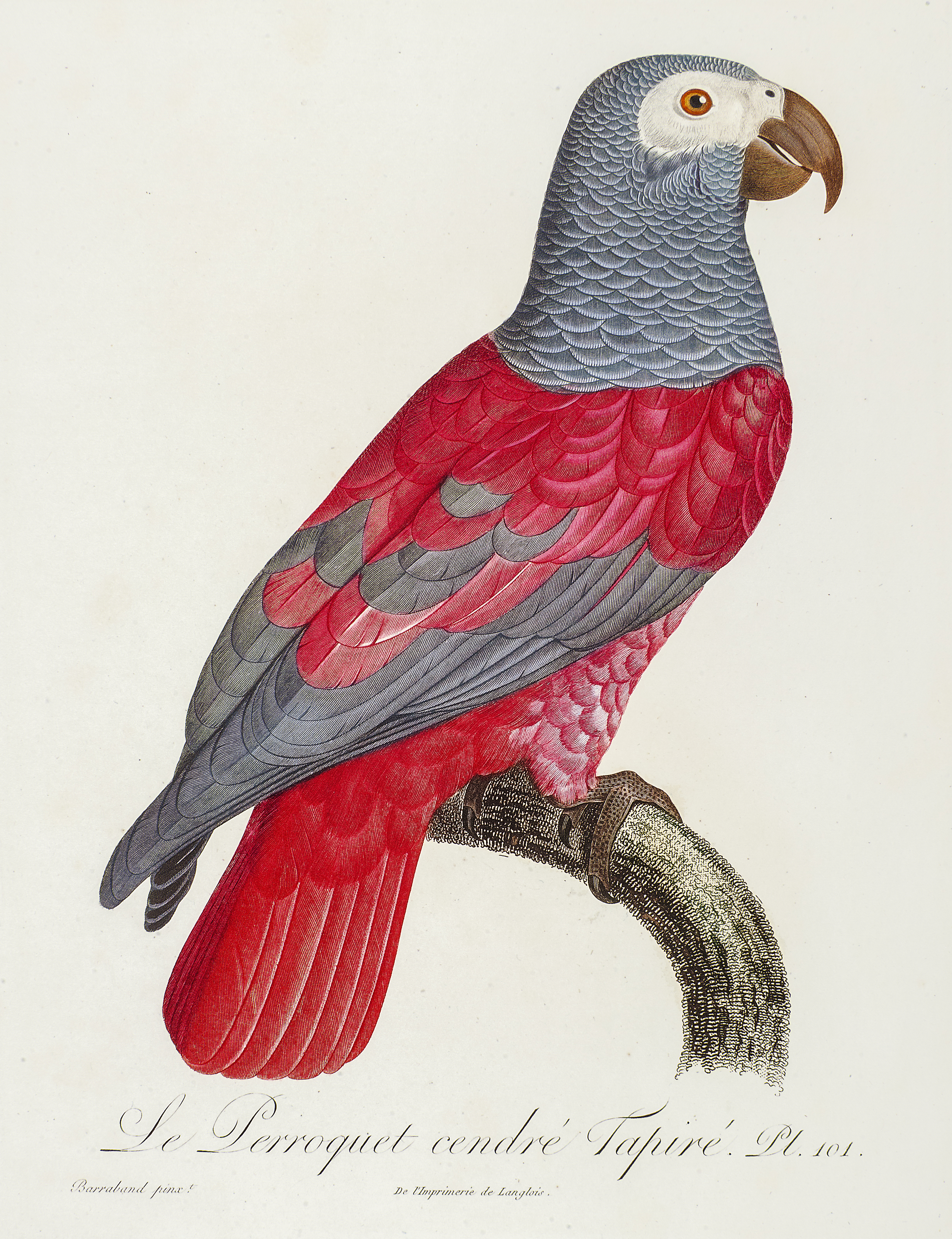 African Grey Parrot by Louis Bouquet after Jacques Barraband - 1805 Museum of King Jan III's Palace at Wilanów
