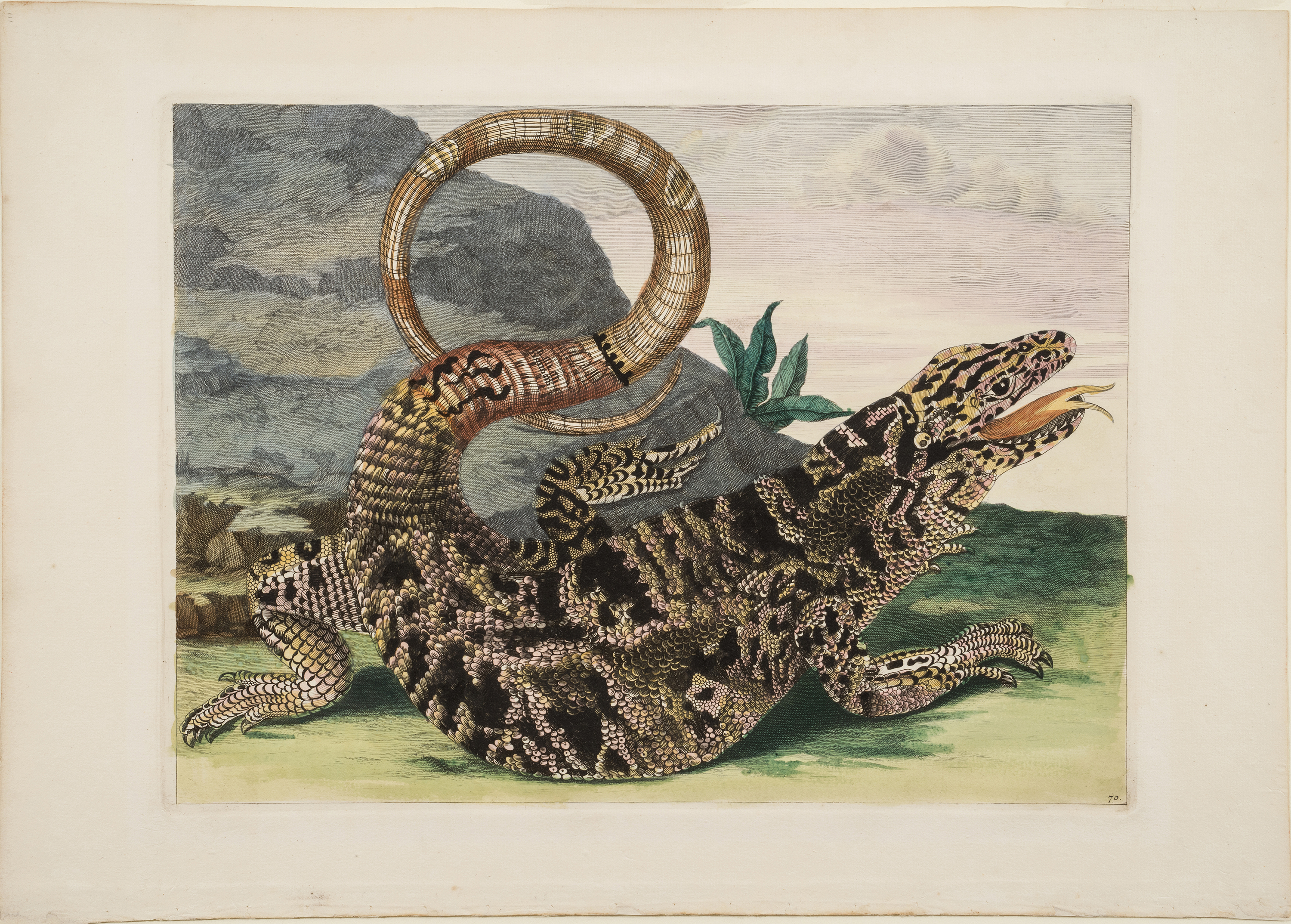 Plate 70 from Dissertation in Insect Generations and Metamorphosis in Surinam by Maria Sibylla Merian - 1719 - 16.125 x 11 in. National Museum of Women in the Arts