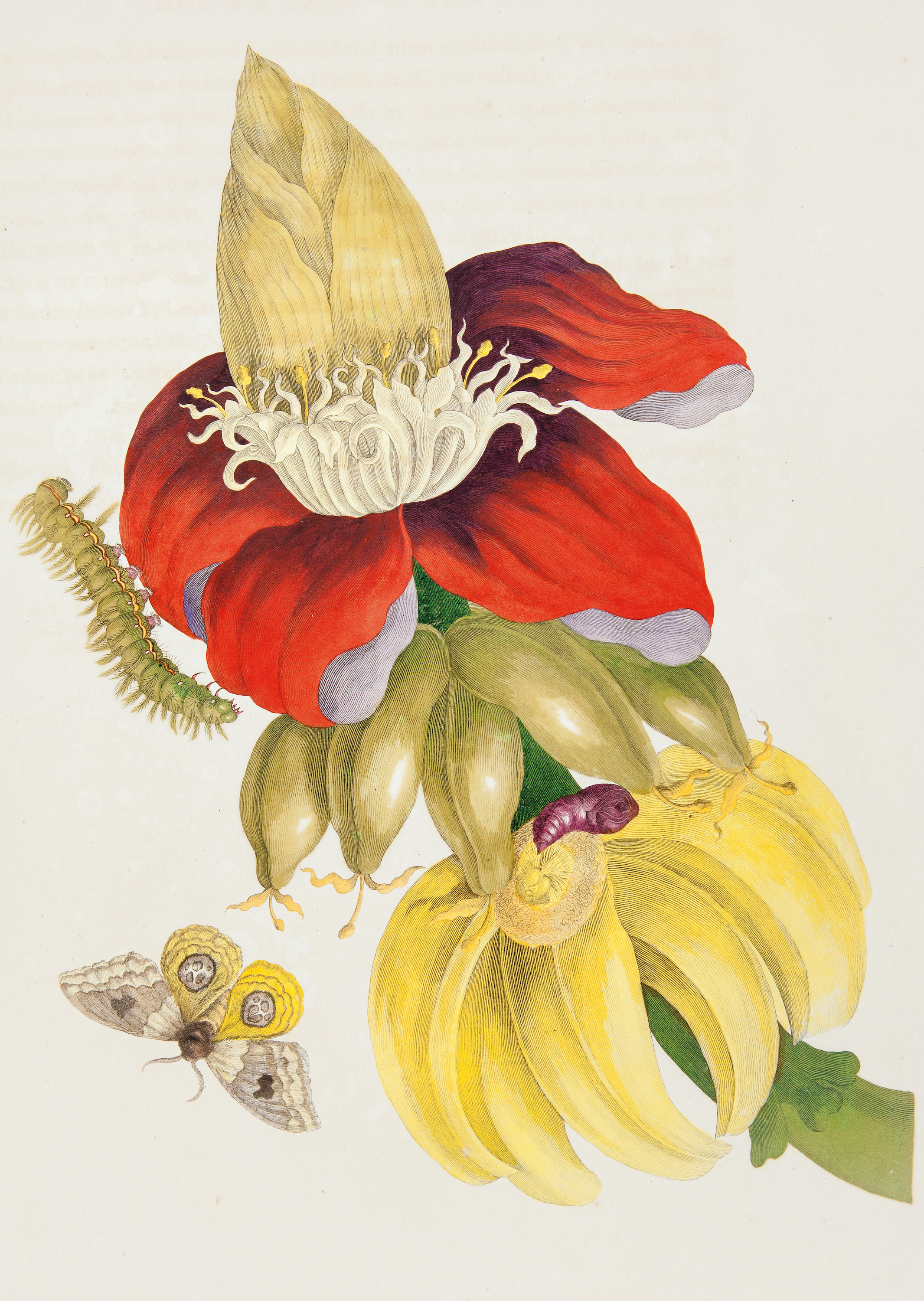 केले का पौधा और बुल्सआई मोथ के जीवन चरण by Pieter Sluyter after Maria Sibylla Merian - १७०५ 