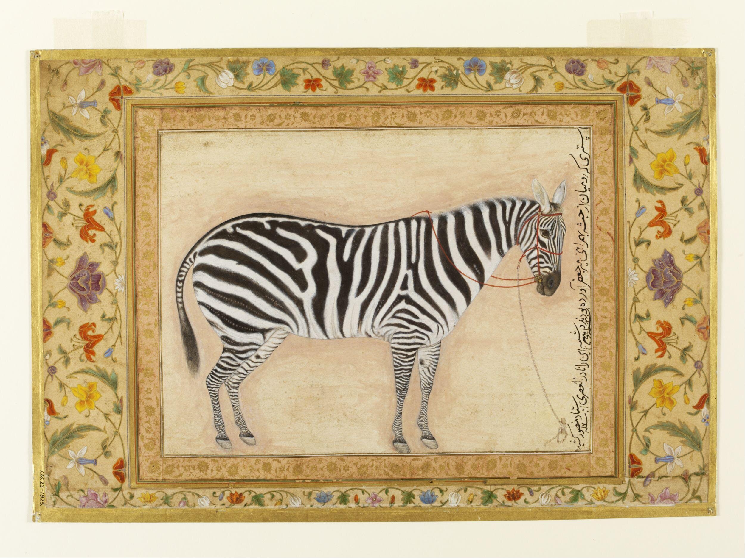 Zebra by Ustad Mansur - 1621 - 38.7 x 24cm Victoria and Albert Museum