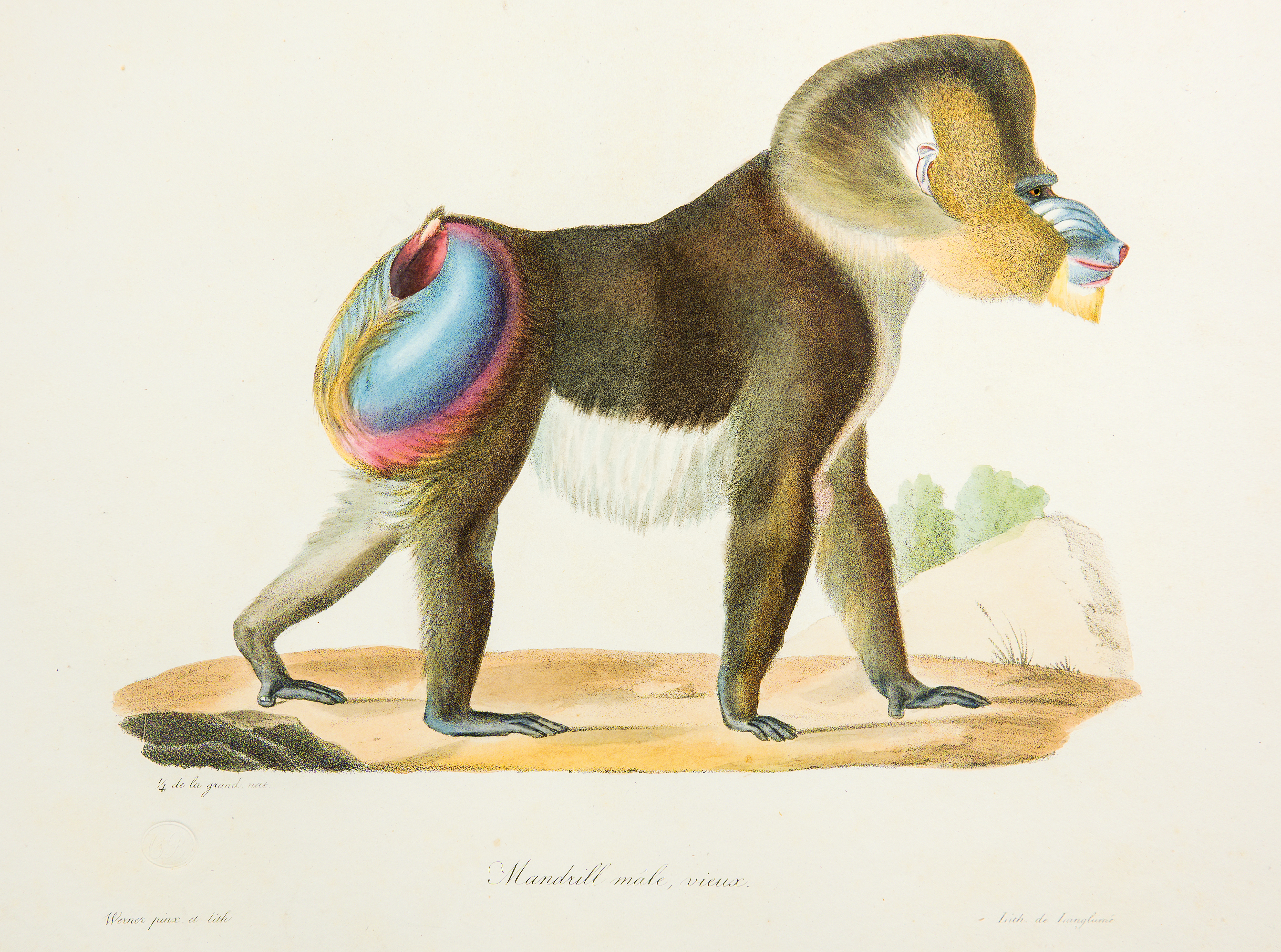 개코원숭이(Mandrill) by C.P. Lasteyrie ner de Saillant after Jean-Charles Werner - 1822–1829 