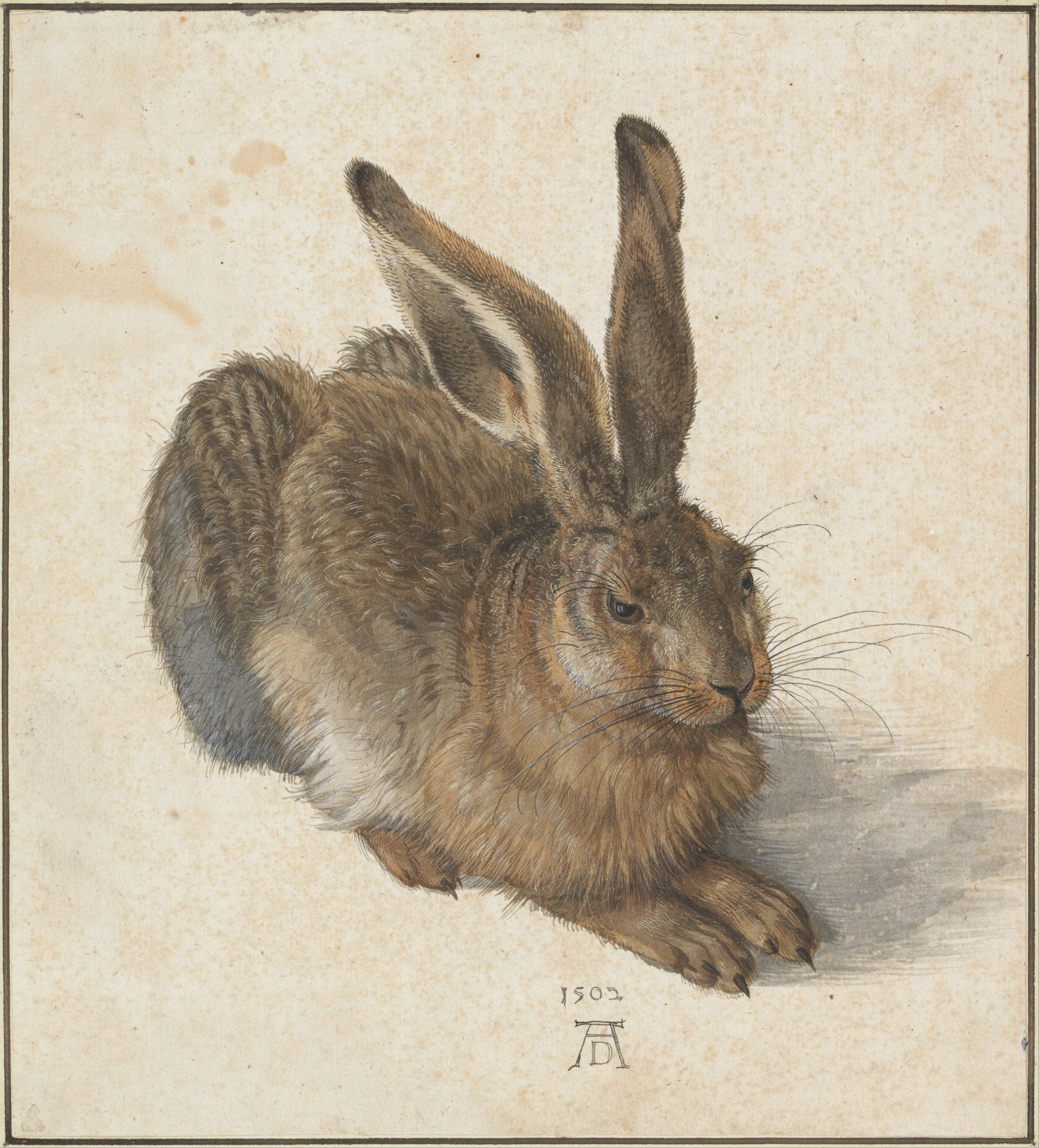De haas by Albrecht Durer - 1502 - 25,1 × 22,6 cm Albertina