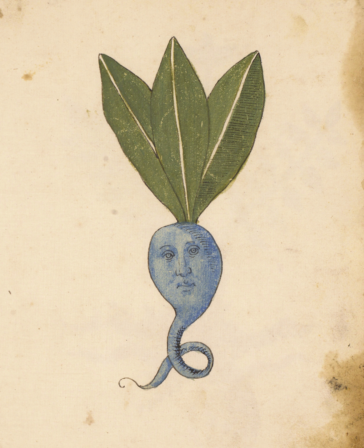 Niebieski korzeń by Unknown Artist - XV wiek 