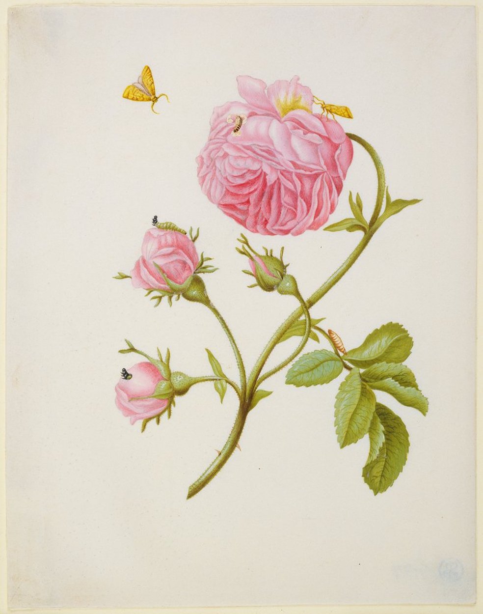 繪有變態過程的卷葉螟和粘了甲蟲幼蟲的薔薇 by Maria Sibylla Merian - 1679年後 - 18.8 x 14.6 cm 