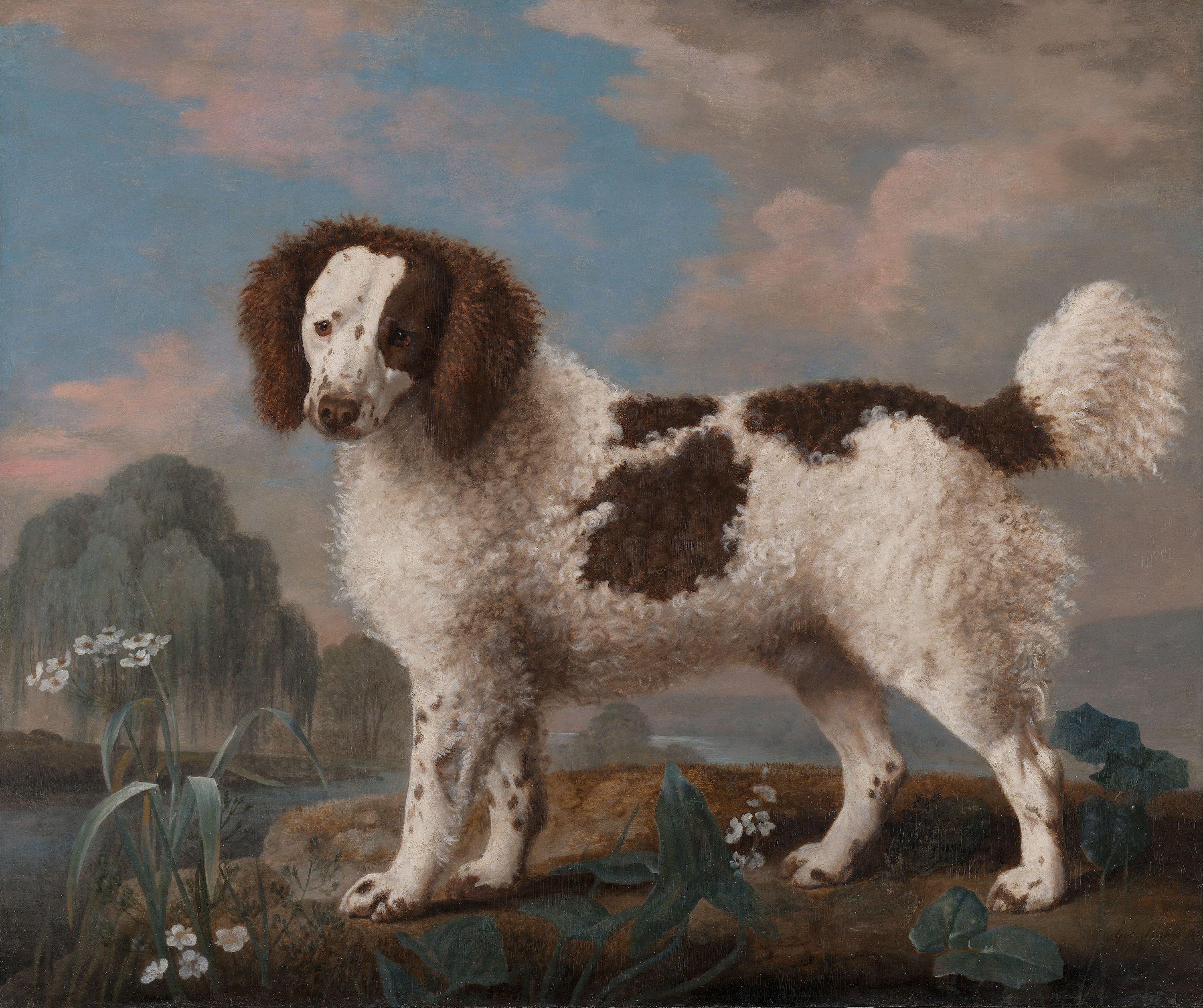 كلب بني وأبيض من فصيلة نورفولك أو الذليل المائي by George Stubbs - 1778 م - 80.6 في 97.2 سم 