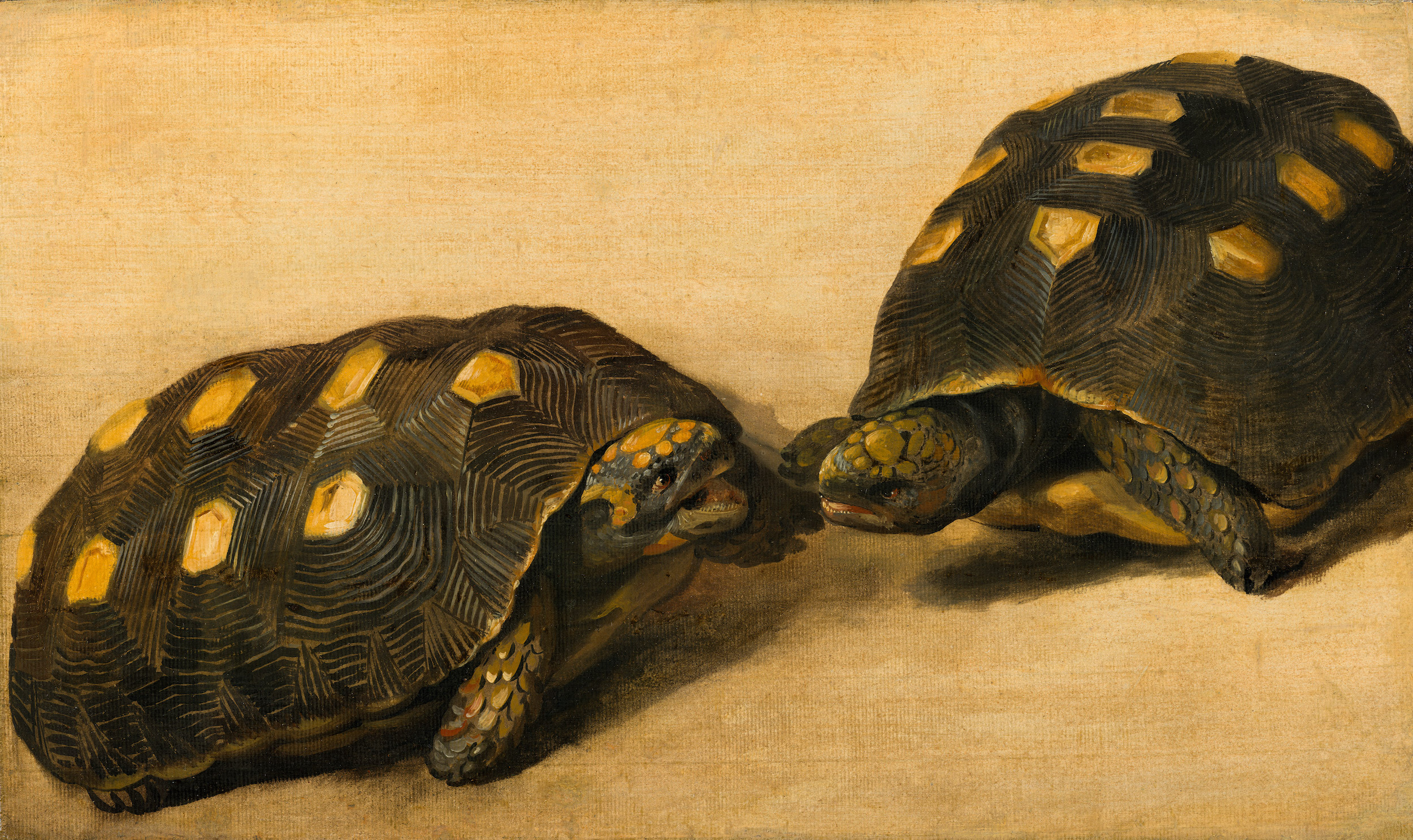 Study of Two Brazilian Tortoises by Albert Eckhout - 1640 - 51 x 30.5 cm Mauritshuis, The Hague
