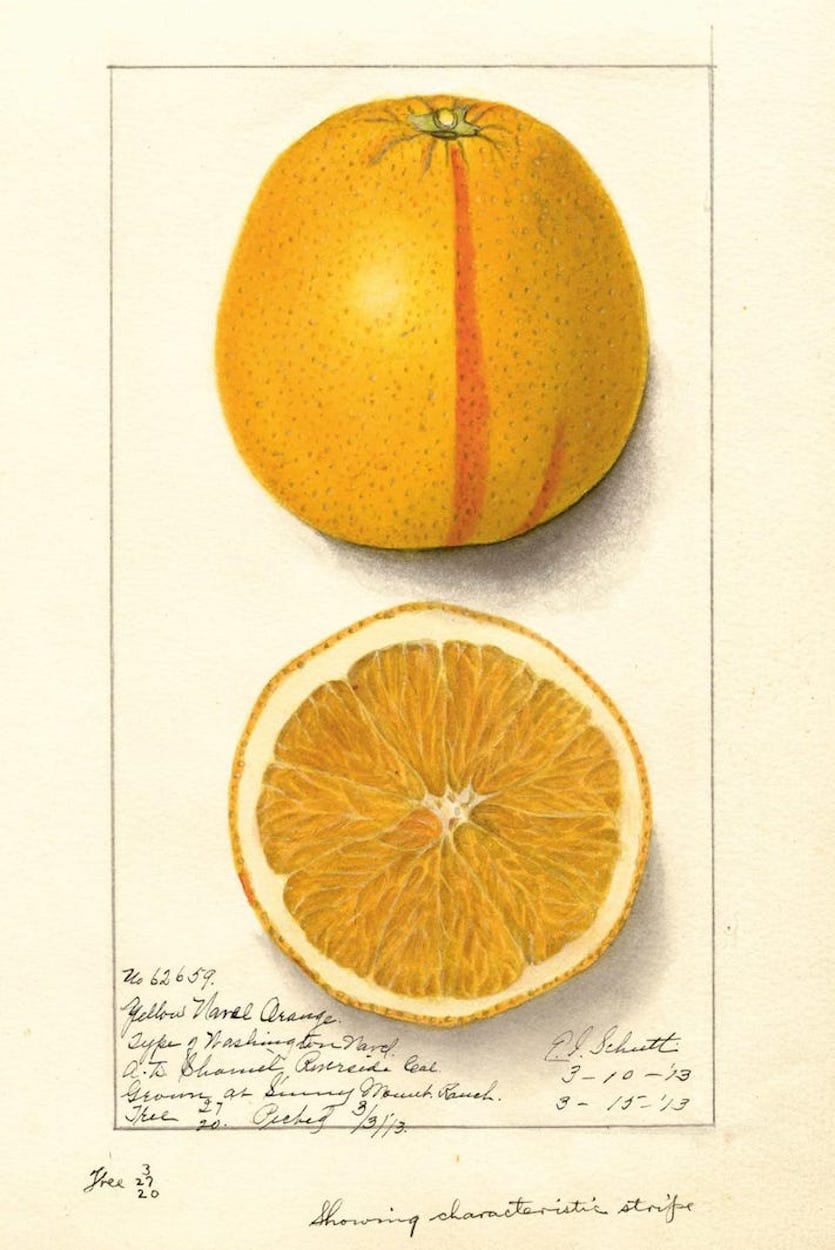 橙, 華盛頓臍橙 by Ellen Isham Schutt - 1913 年 - 17 x 25 釐米 