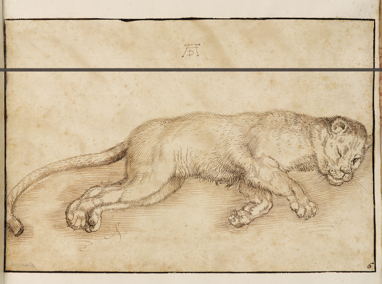 Lioness with an Open Eye by Giovanna Garzoni - circa 1639 - 18.2 x 26.8 cm Accademia Nazionale di San Luca