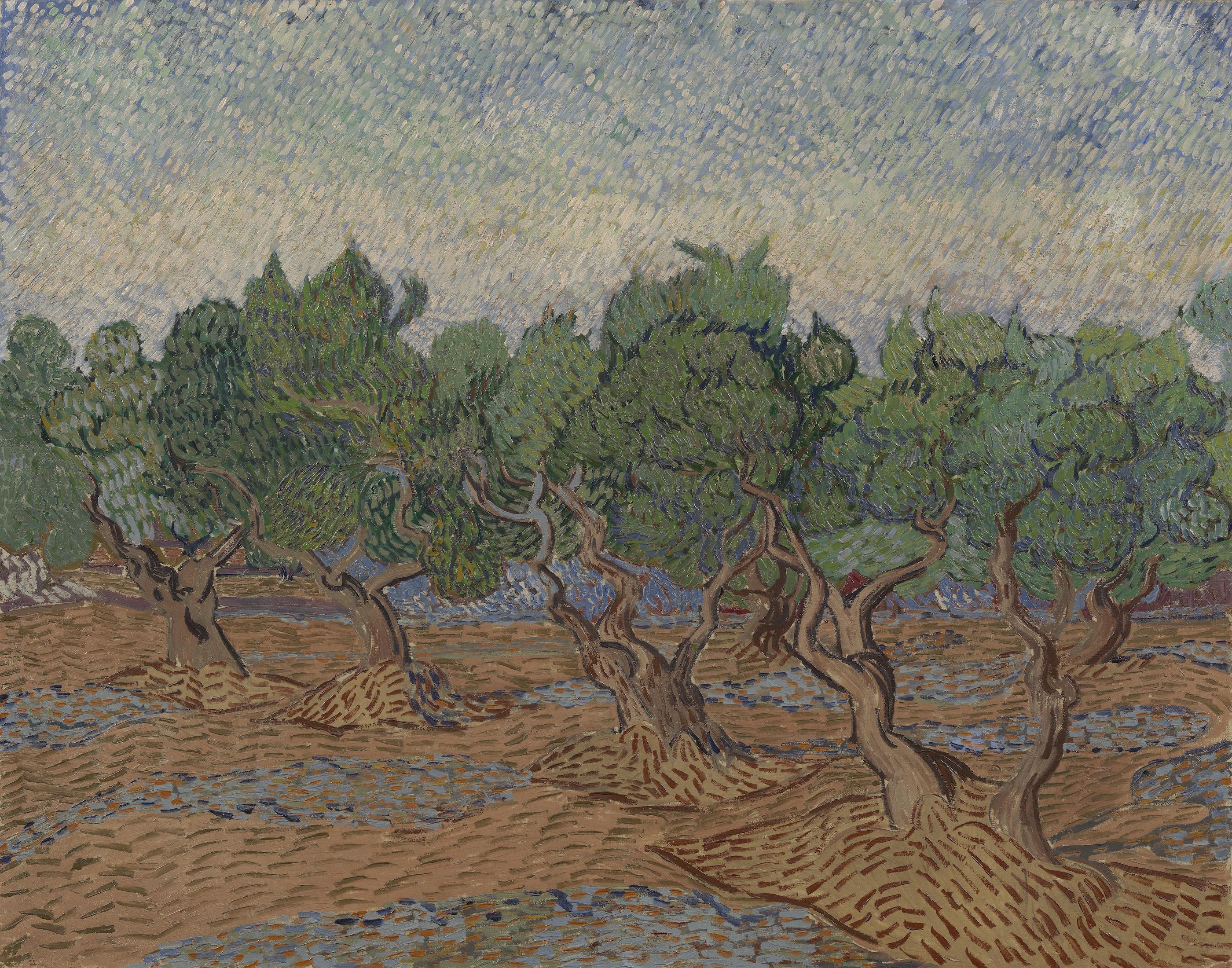 Gaj oliwny by Vincent van Gogh - listopad-grudzień 1889 - 73,2 x 92,2 cm 