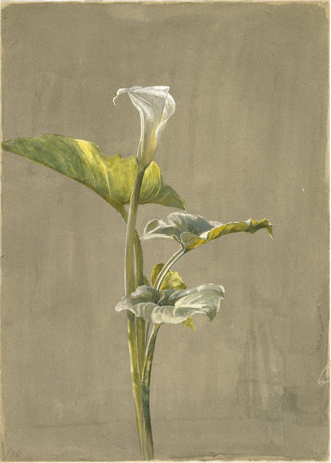Calla Lily by Fidelia Bridges - 1875 - 35.6 x 24.5 cm Brooklyn Museum