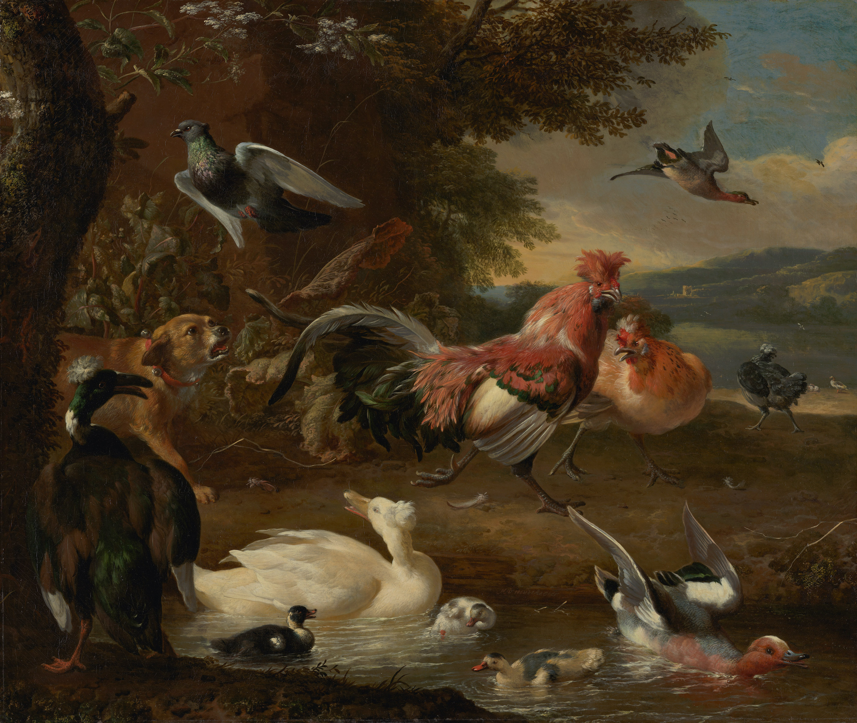 चिकन और बत्तख by Melchior d' Hondecoeter - १६८० - १३६ x ११५ सेमी 