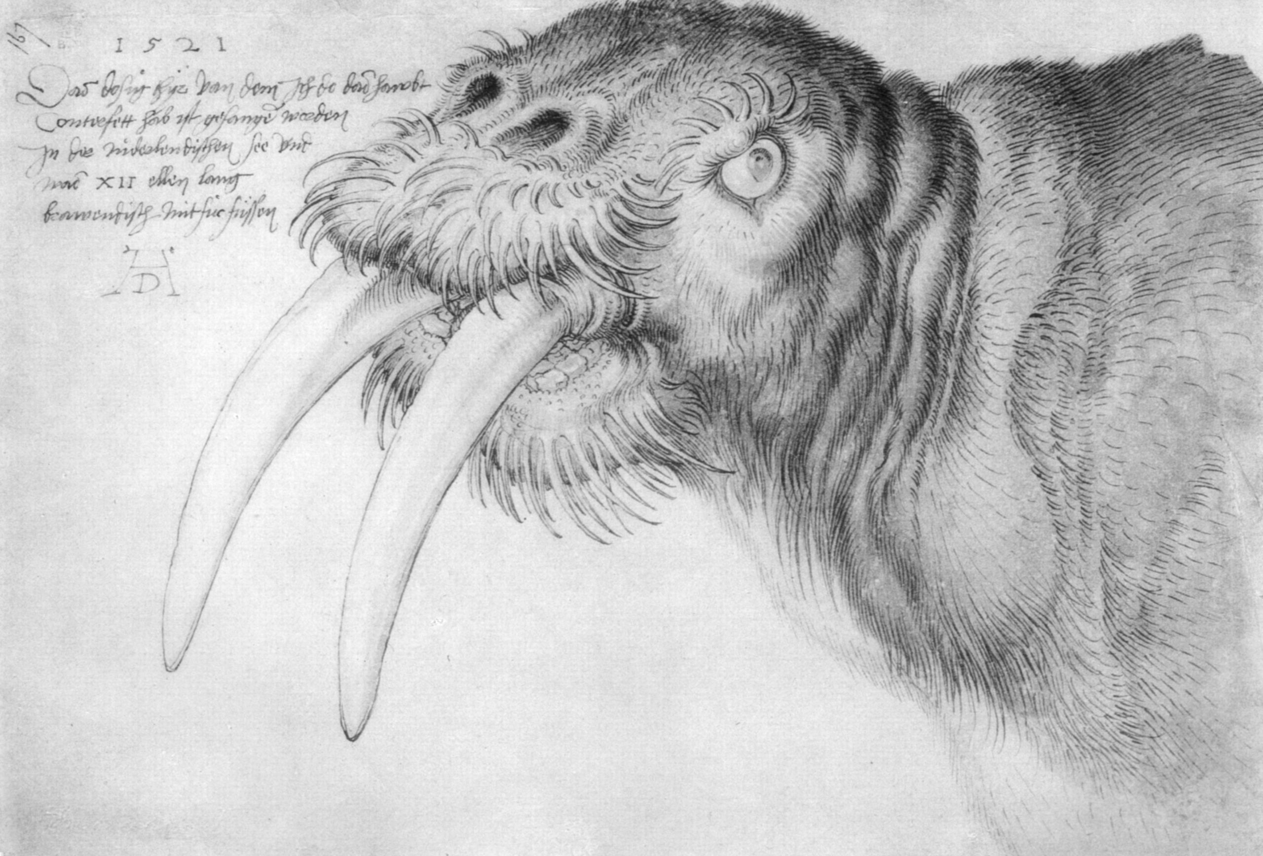 Cabeça de uma Morsa by Albrecht Dürer - 1521 - - British Museum