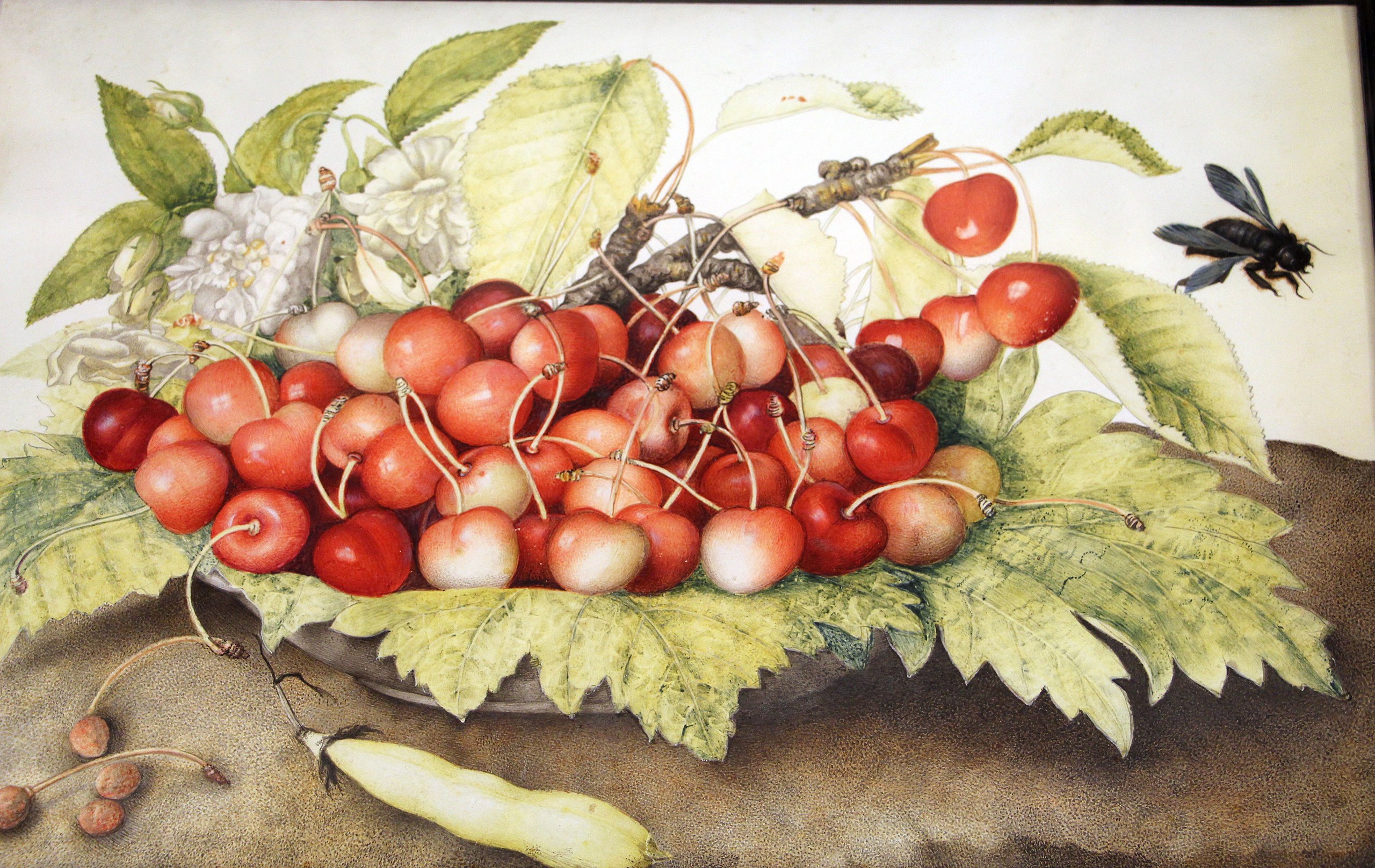 Черешня в блюде, стручок и шмель (Cherries in a Dish, a Pod, and a Bumblebee) by Giovanna Garzoni - ок. 1642-51 - 24.5 x 37.5 см 