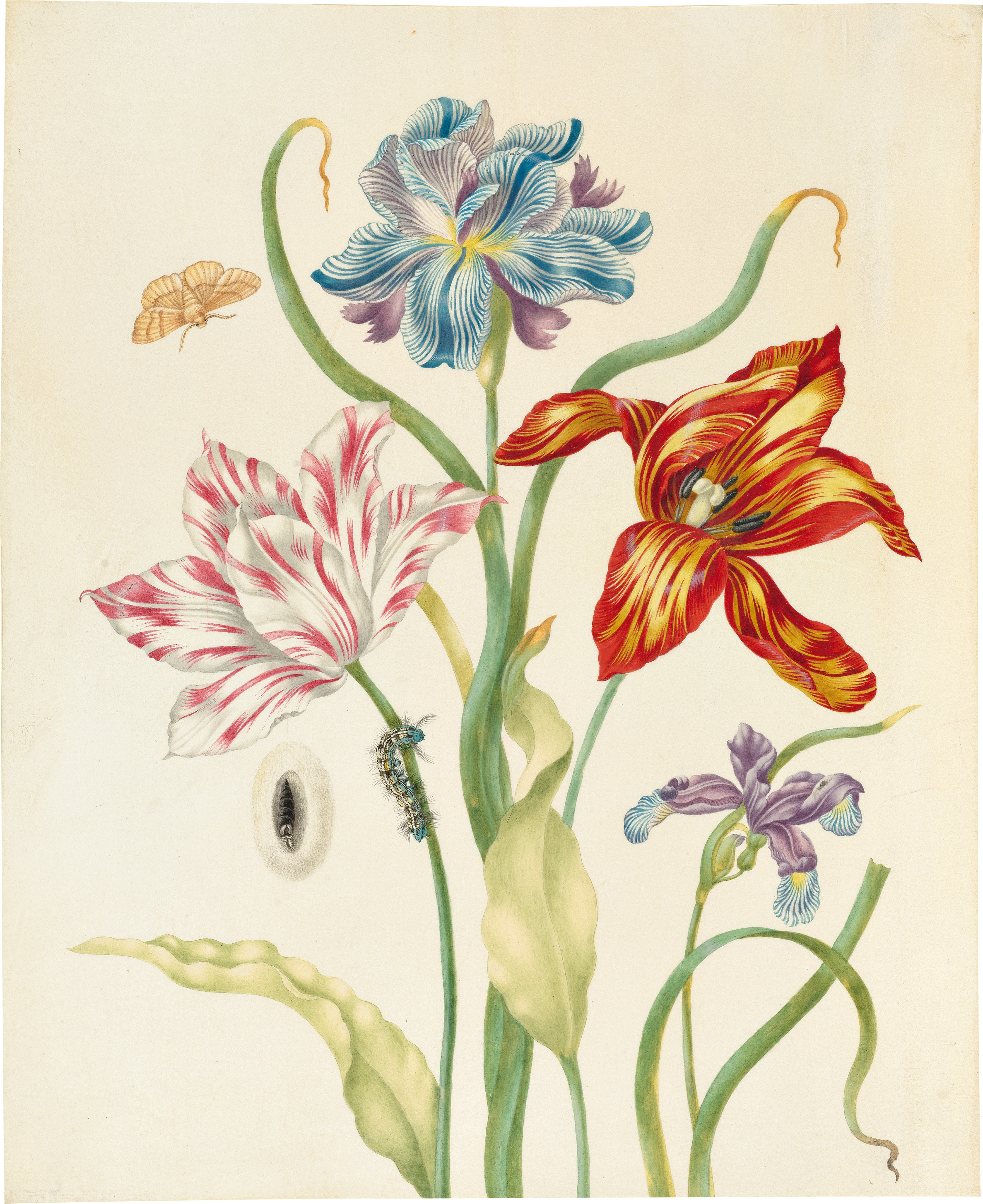 Twee tulpen en twee irissen by Johanna Helena Herolt - circa 1700 