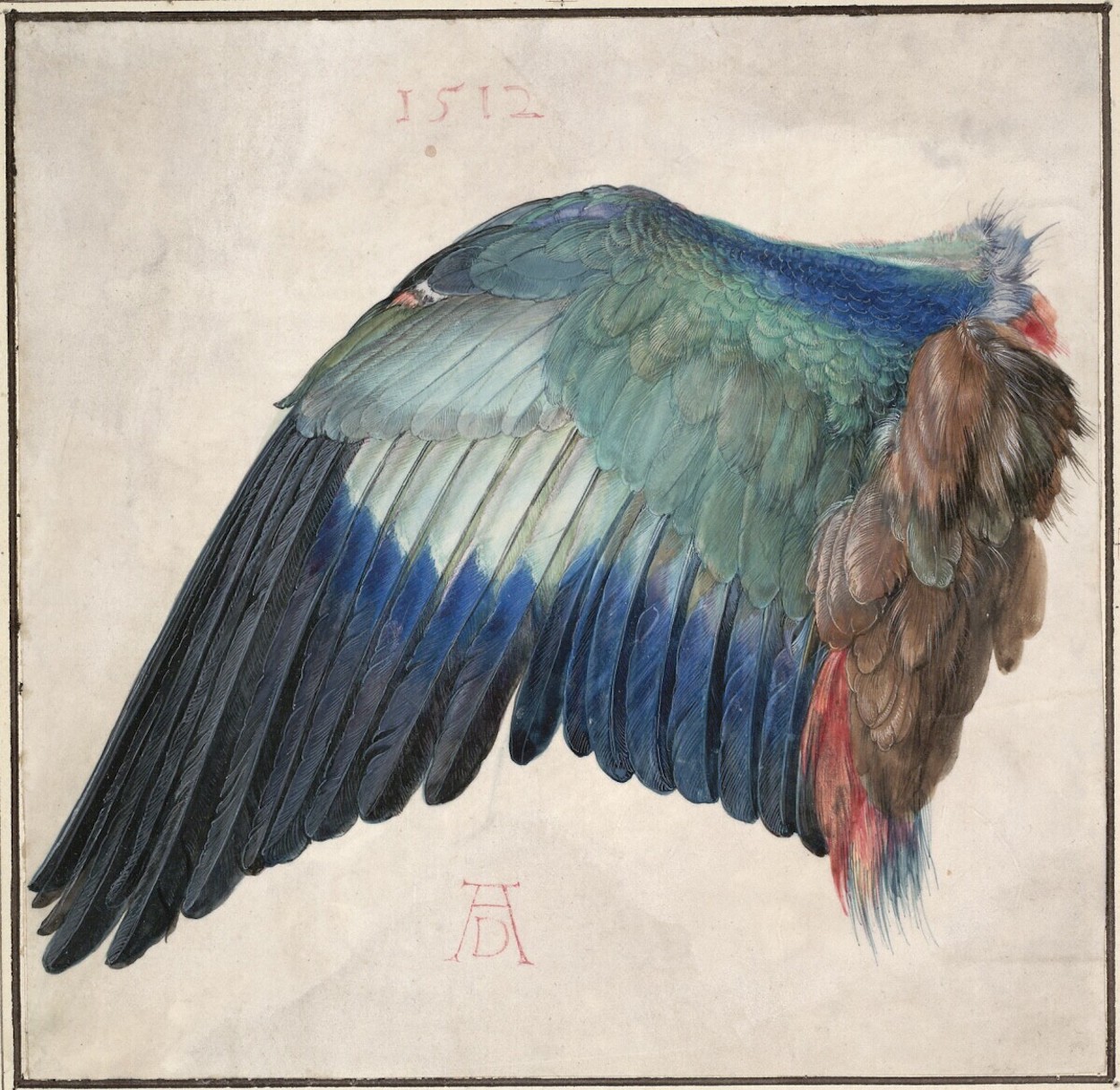 유럽 파랑새의 날개 (Wing of a European Roller) by Albrecht Dürer - 1500/1512 - 19.6 x 20 cm 