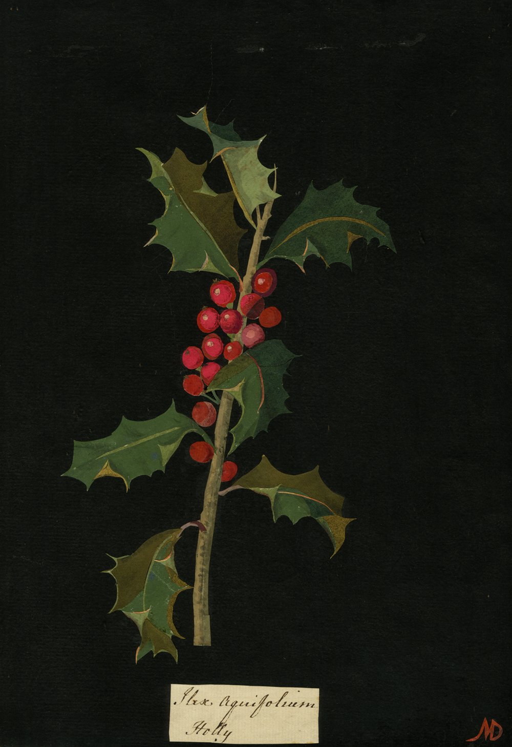호랑가시나무 by Mary Delany - 1775년 - 26.8 x 18.9 cm 