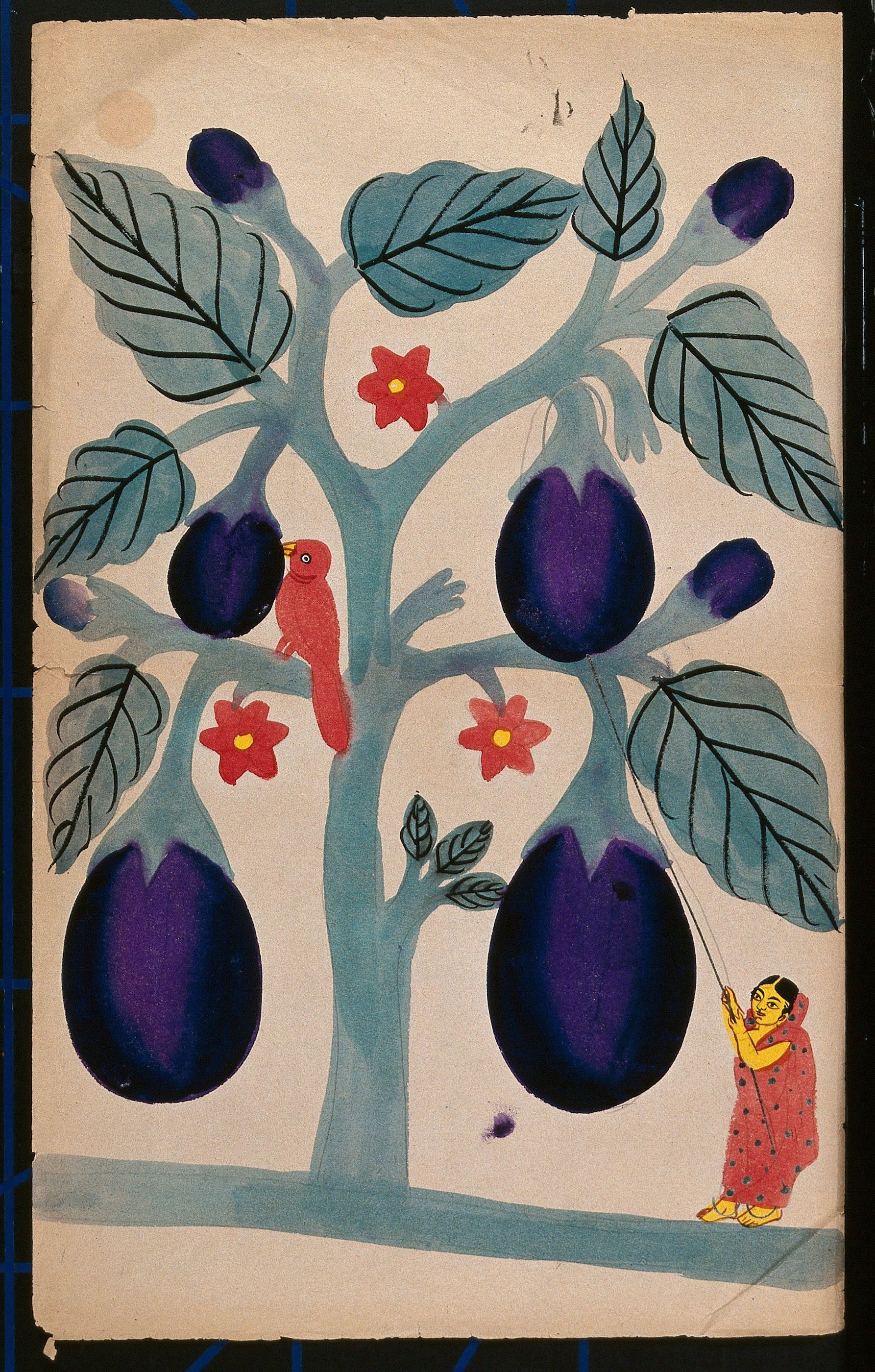 A Woman Pulling Giant Aubergines From a Tree by Unknown Artist - 19th century - 46.1 x 28.4 cm Wellcome Library