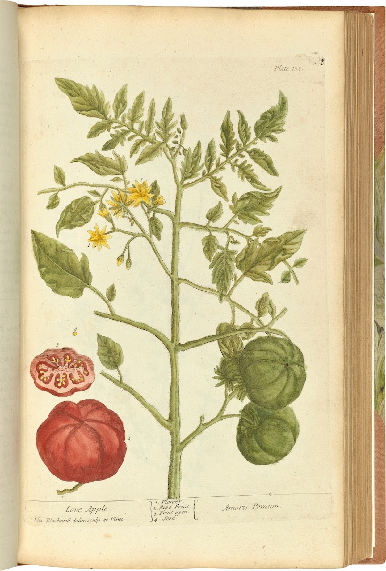 La mela dell'amore by Elizabeth Blackwell - 1737-1739 